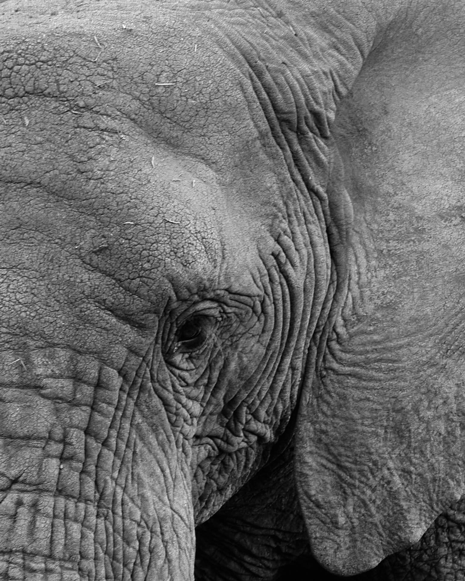 elephant.jpg