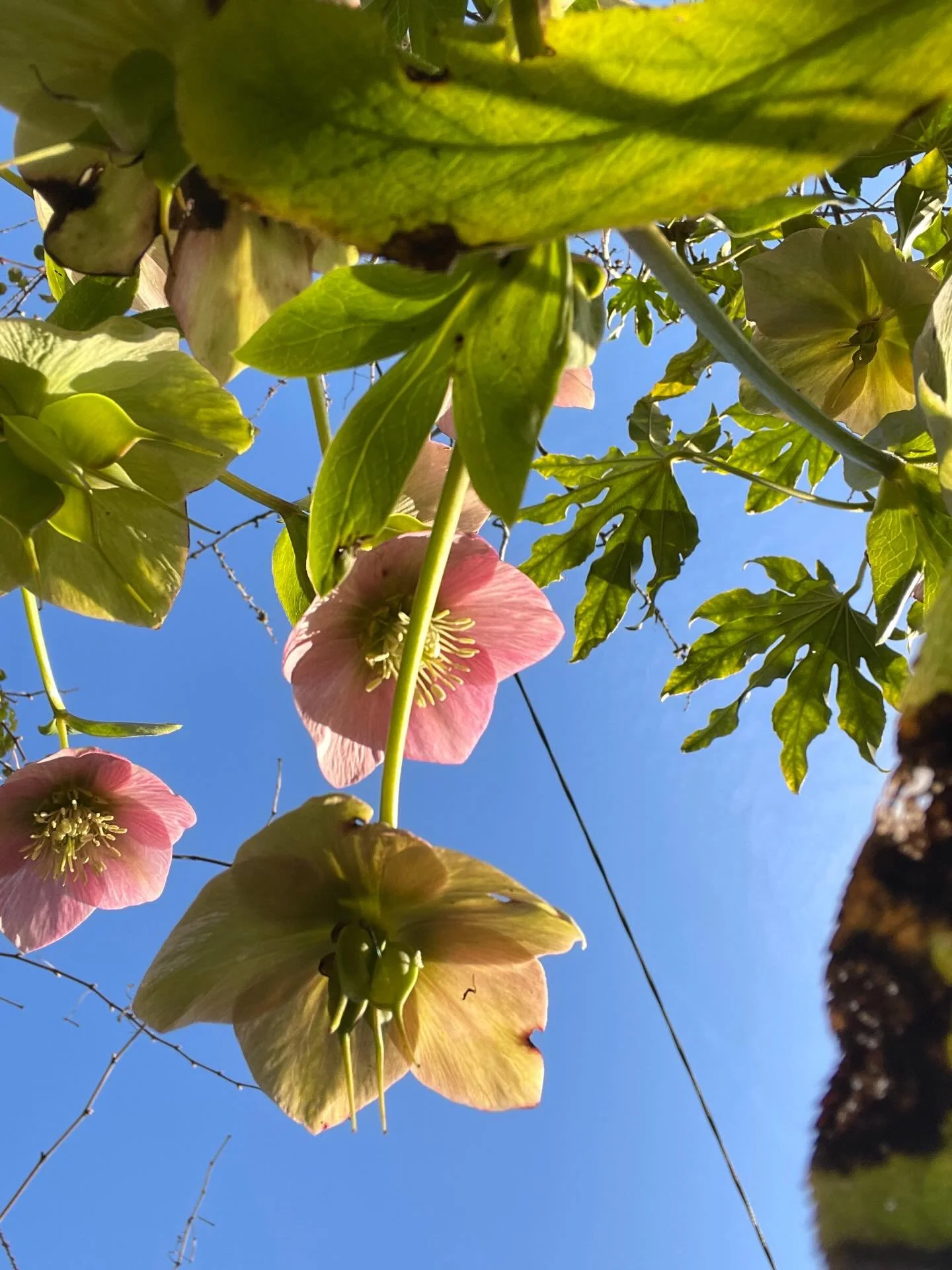 The most glorious spring day to remind us what all the hard work is for, and nature gives back endlessly #springflowers🌸🌺🌼🌷❤️ #hellebore #sunrise #englishgarden