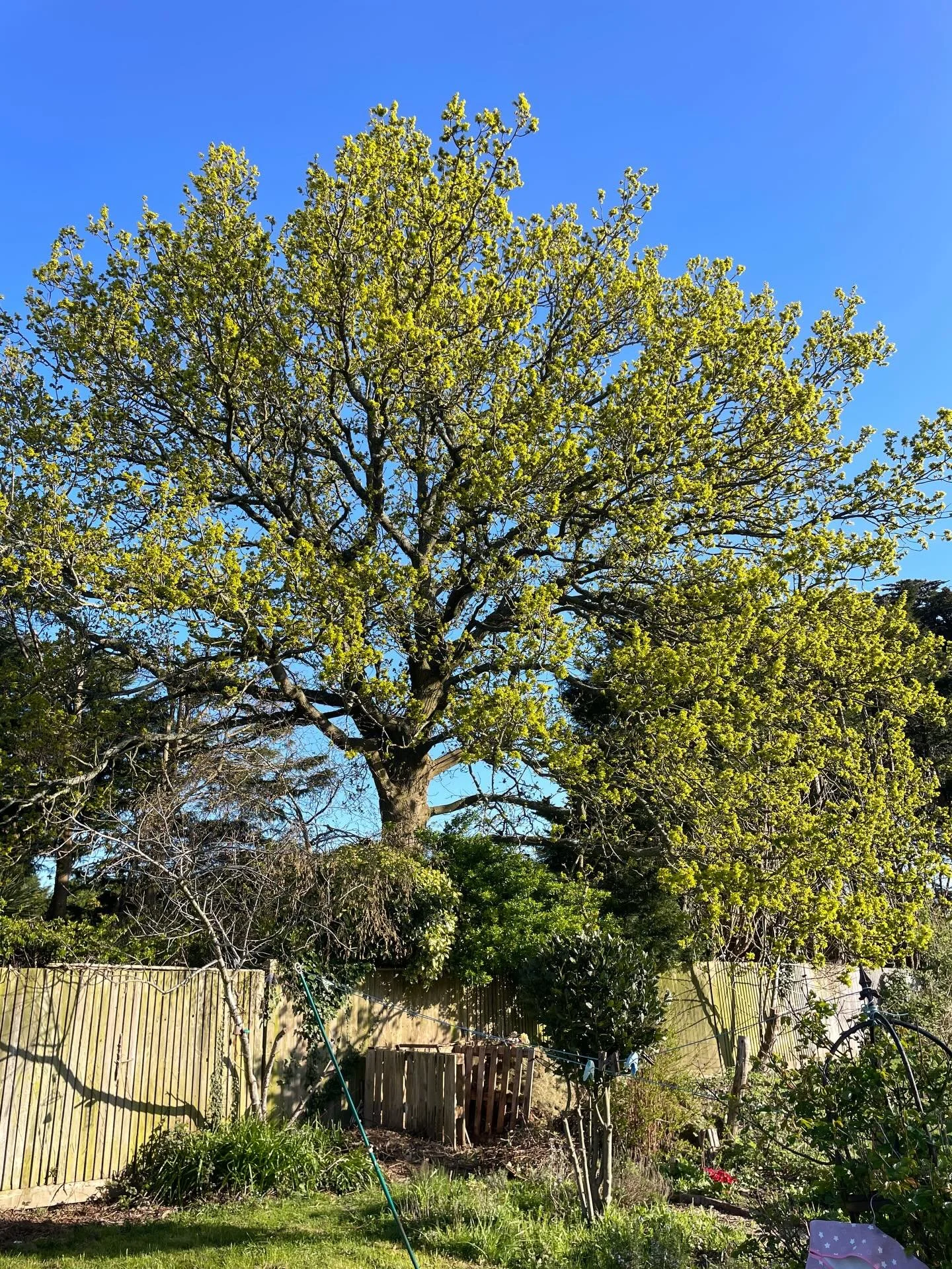 Trigger warning for #skincancer and post op images. Some things that have kept me going the past few days as I recover from #basalcellcarcinoma removal from my nose and reconstruction. 

1. The leaves coming out on the boundary oak. I love the colour