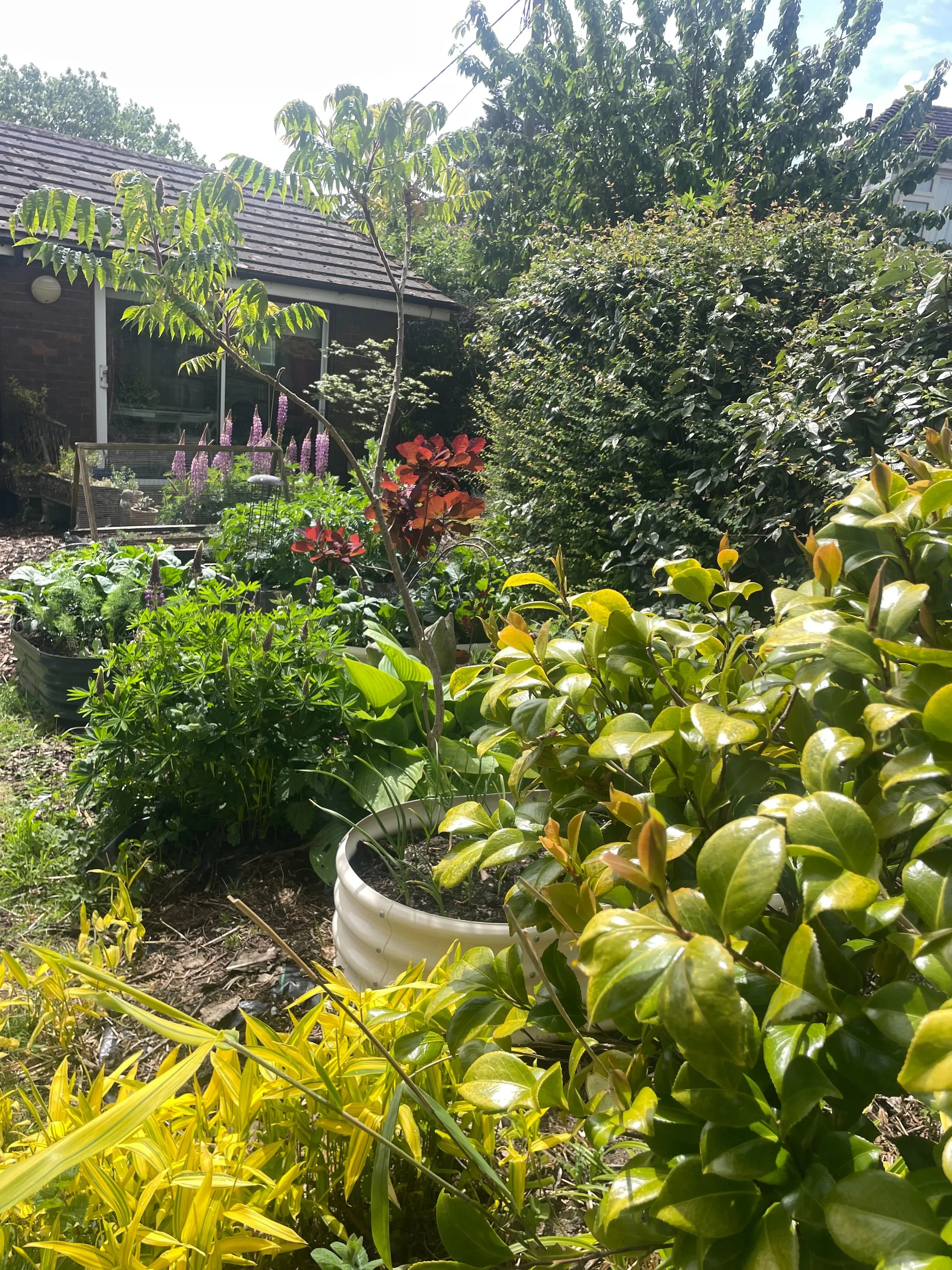 A walk around this back garden this morning, with coffee. The raised beds are fully filled and I&rsquo;m looking to crop rotate soon as the greenhouse and cold frames are full of plants that need new homes. I&rsquo;m pleased at how everything has gre