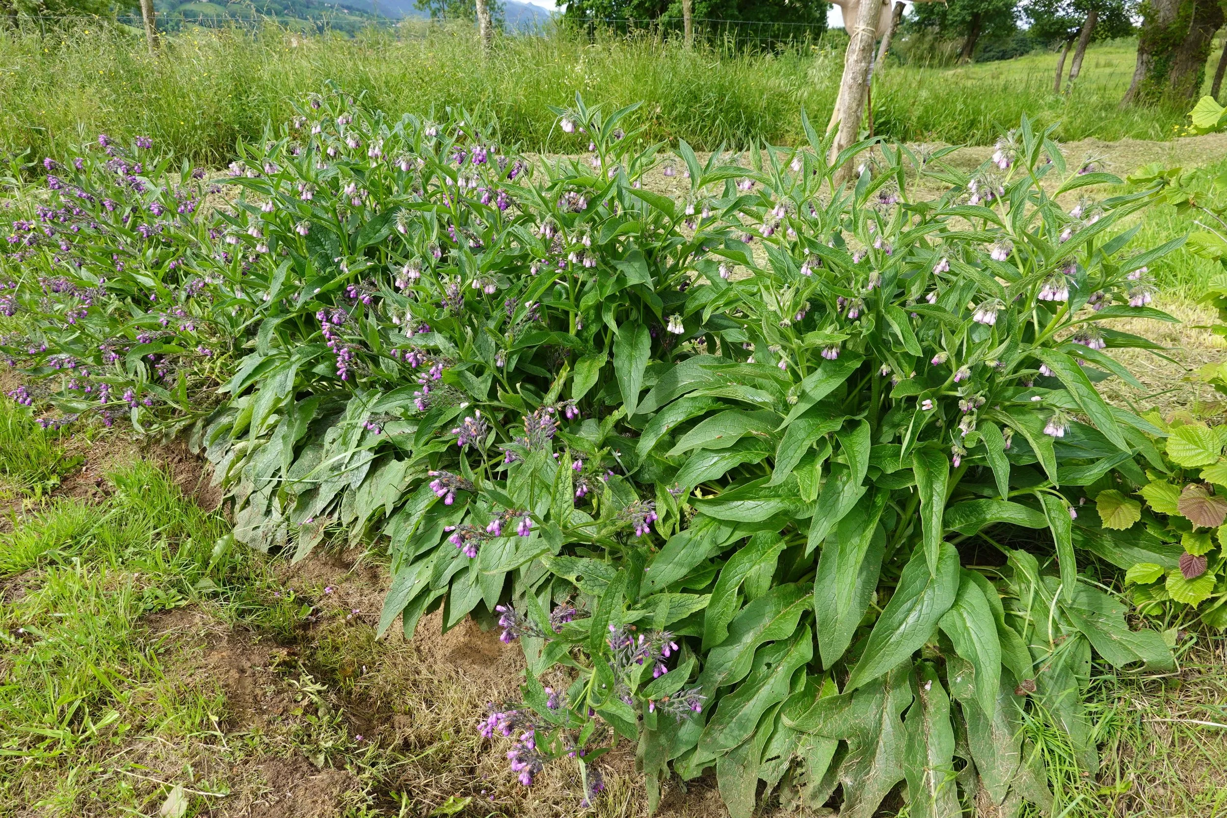 comfrey.jpg