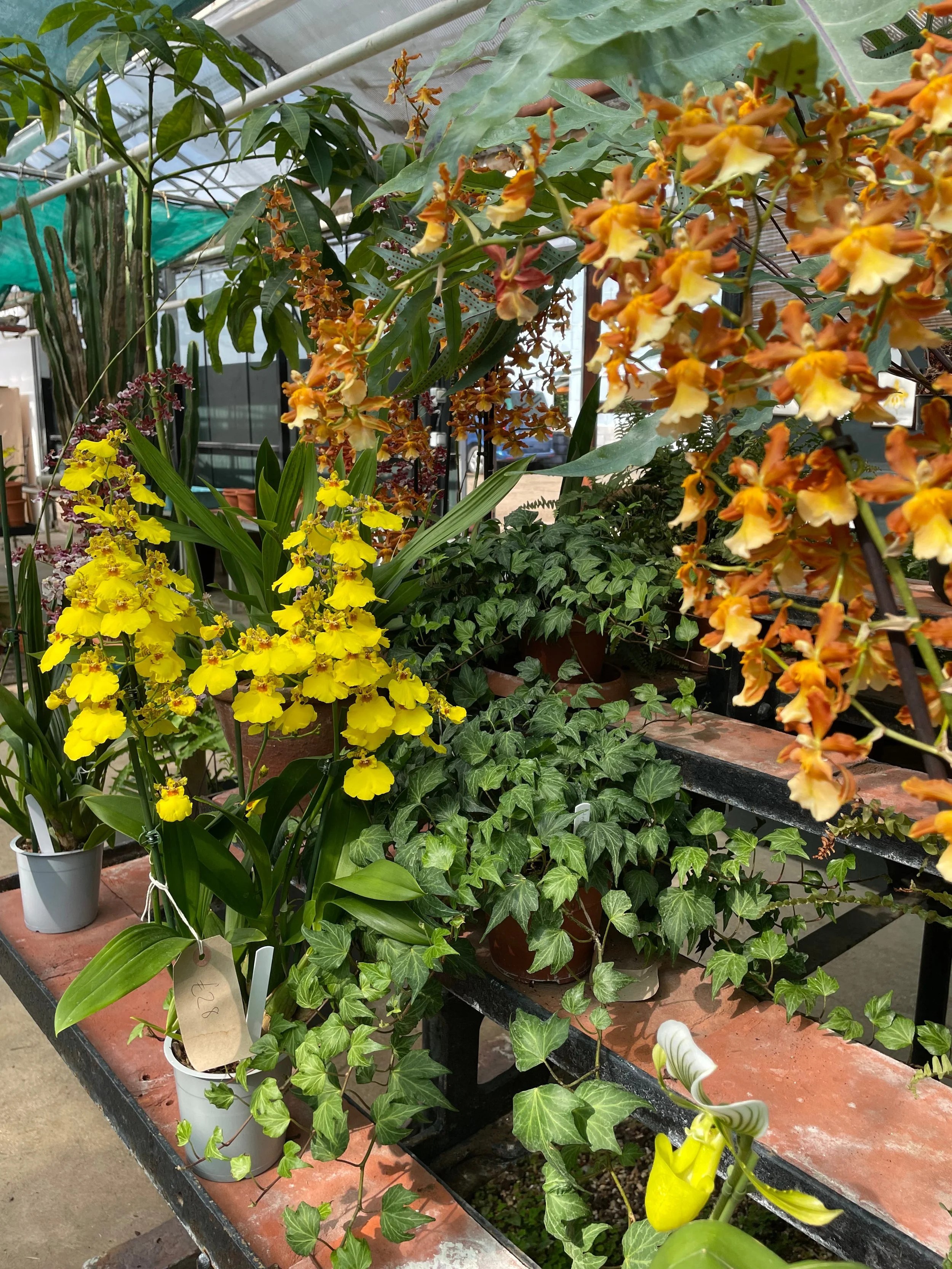 orchidgreenhouse.jpg