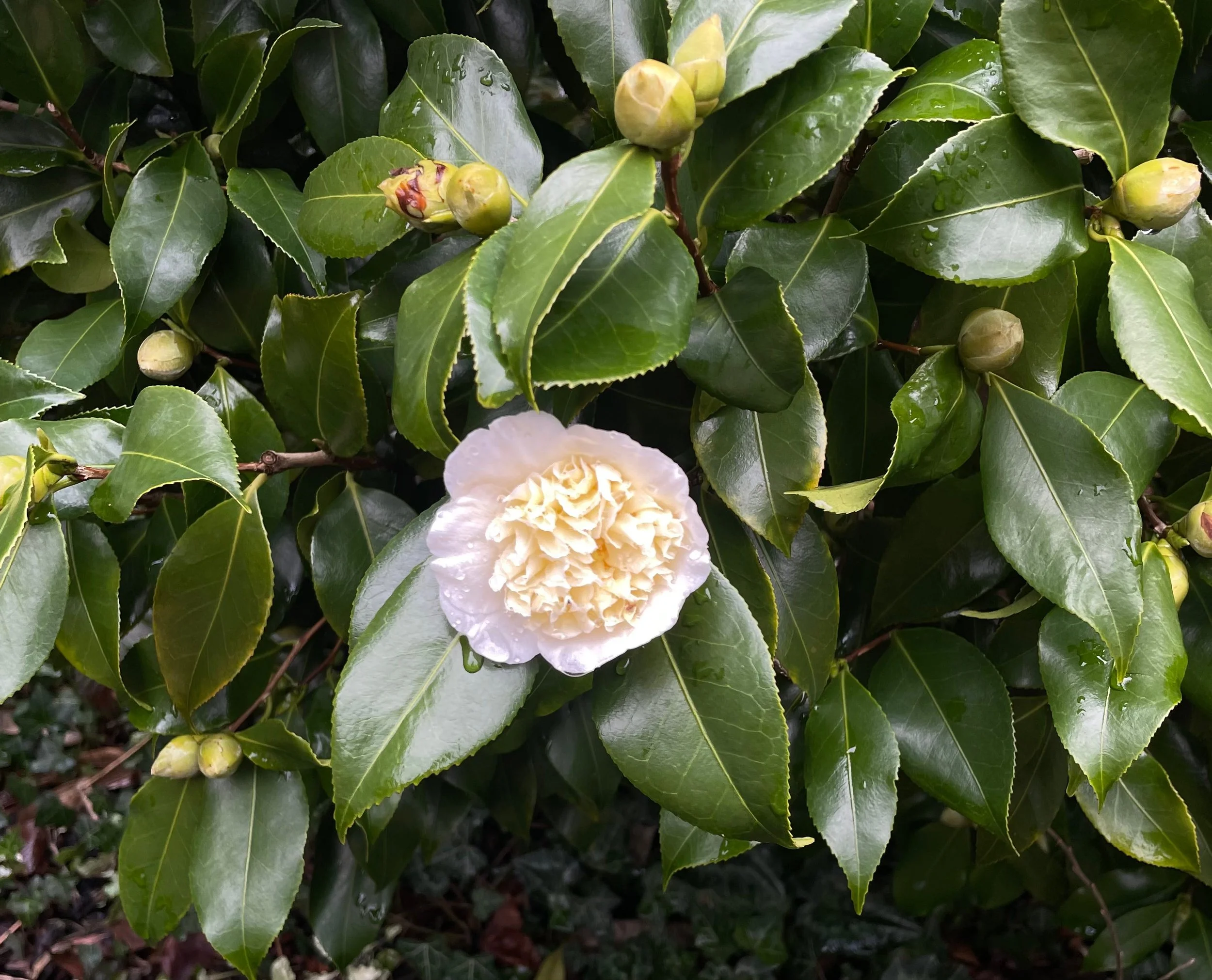 camelia pink flower january