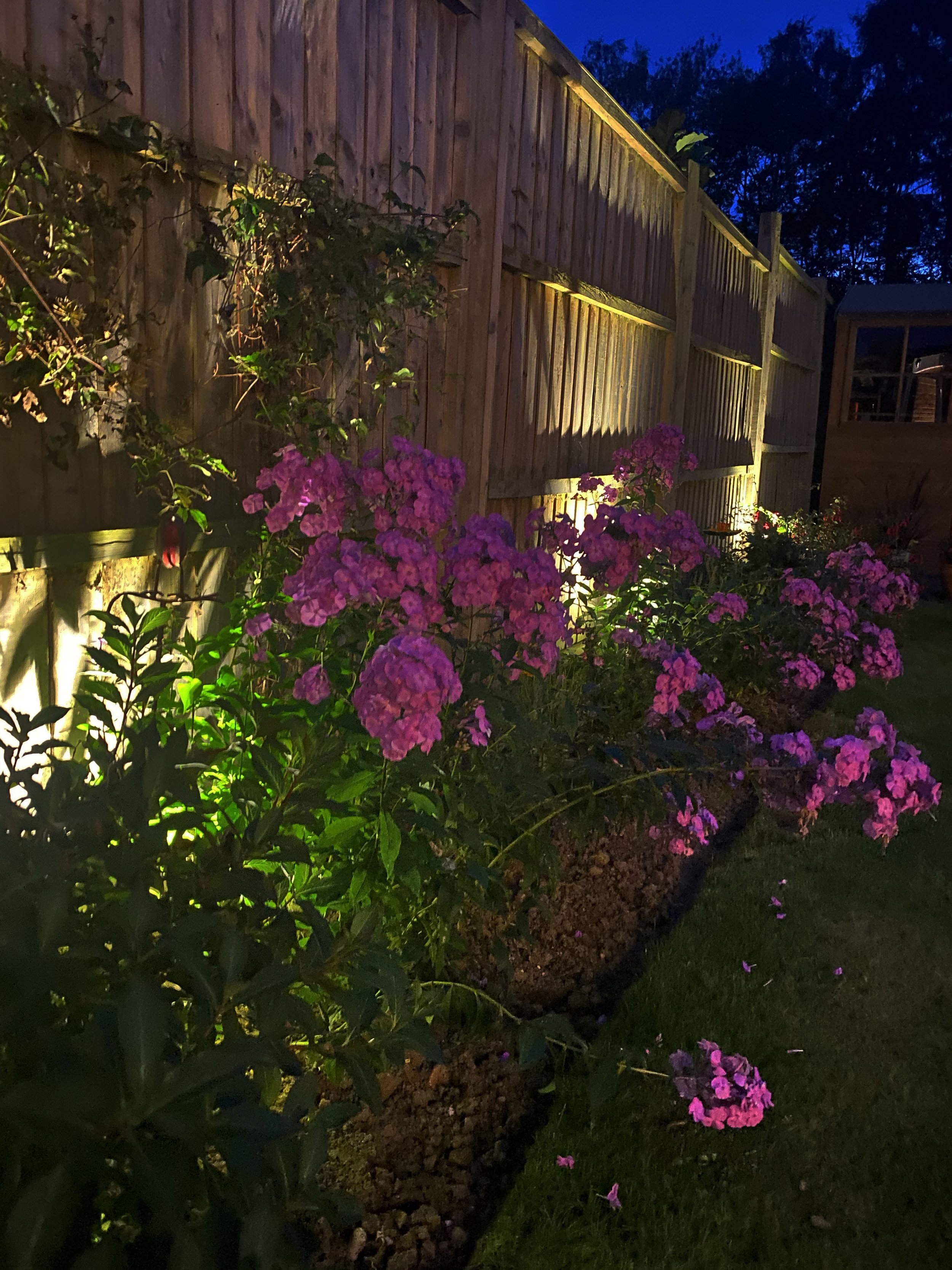 Garden lights in New Haw, Surrey