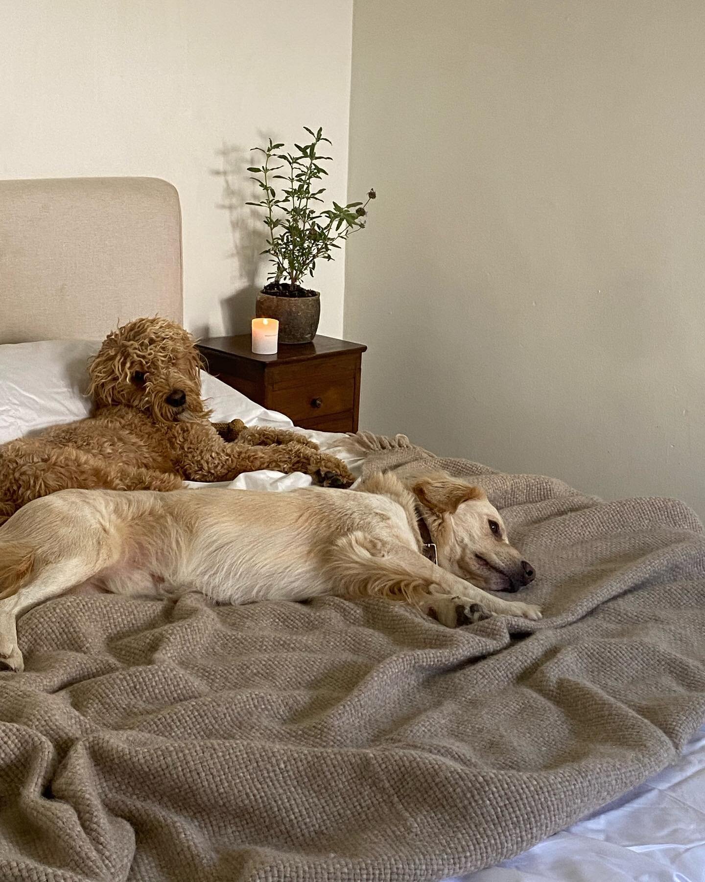 You spend 1/3 of your life in the sheets- don&rsquo;t you want them to be fresh &amp; hotel-like? @brooklinen is having a Surprise Summer Sale right now and if you haven&rsquo;t swapped out your bedding this for fall, you still have time! The dogs ar