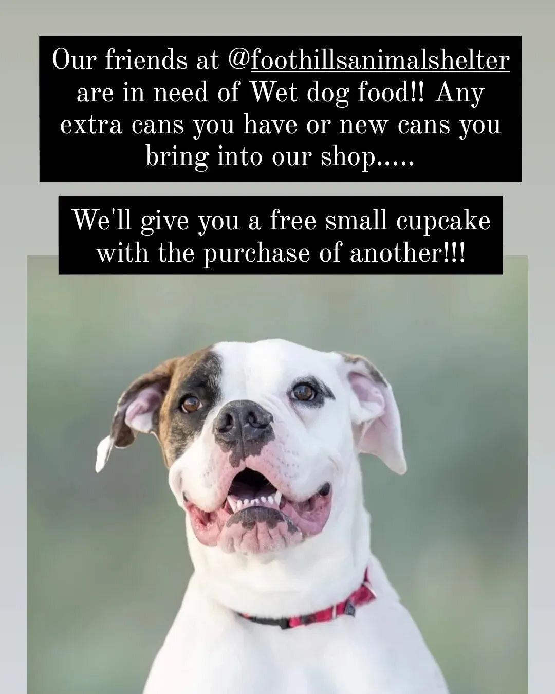 Bring in some wet dog food.... get a cupcake!!