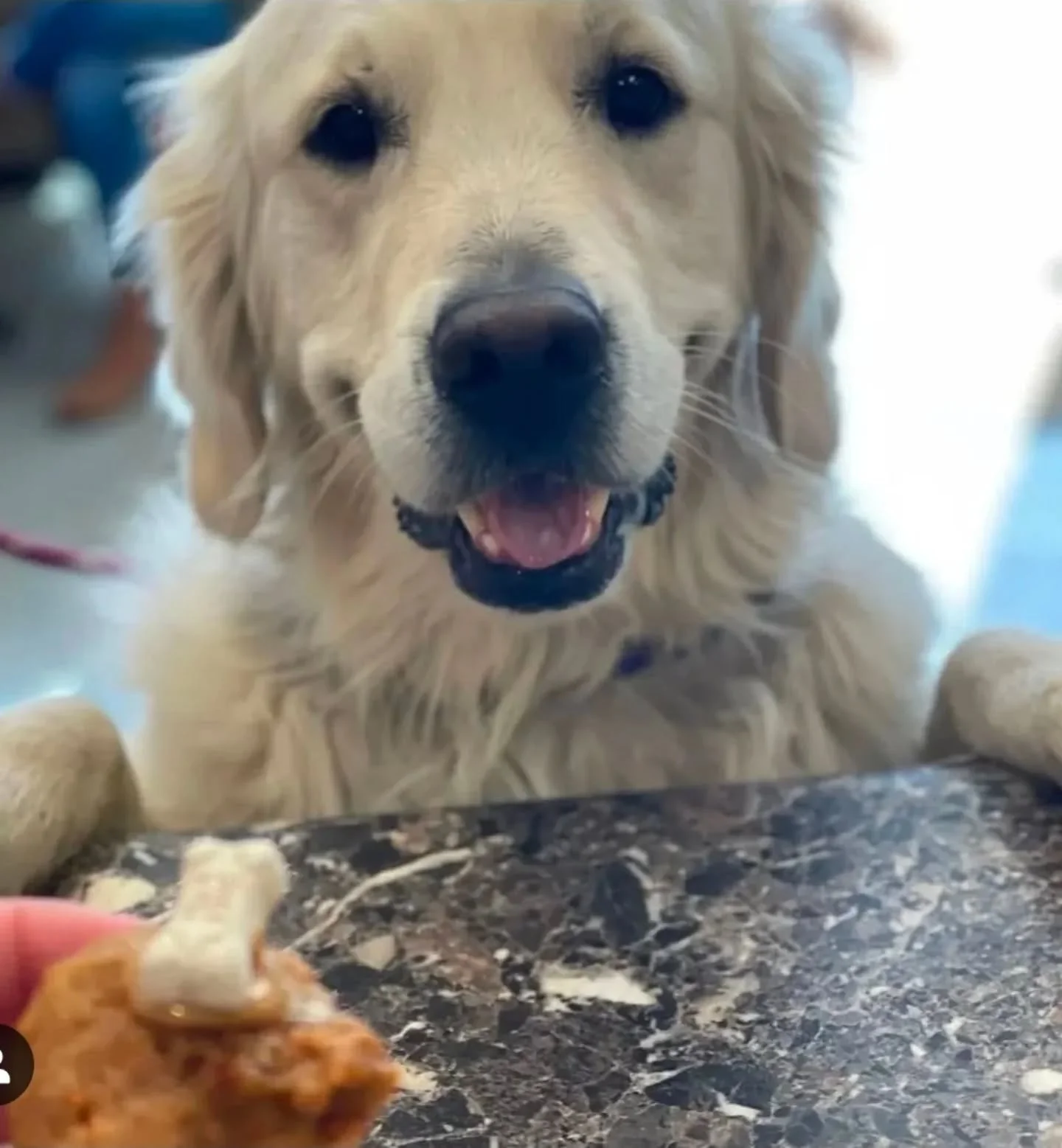 Have we ever mentioned how much we LOVE our doggie customers? For years we have been making dogs smile with our Pupcakes. We can't wait to see all YOUR smiles on Saturday 💛

#goldensingolden