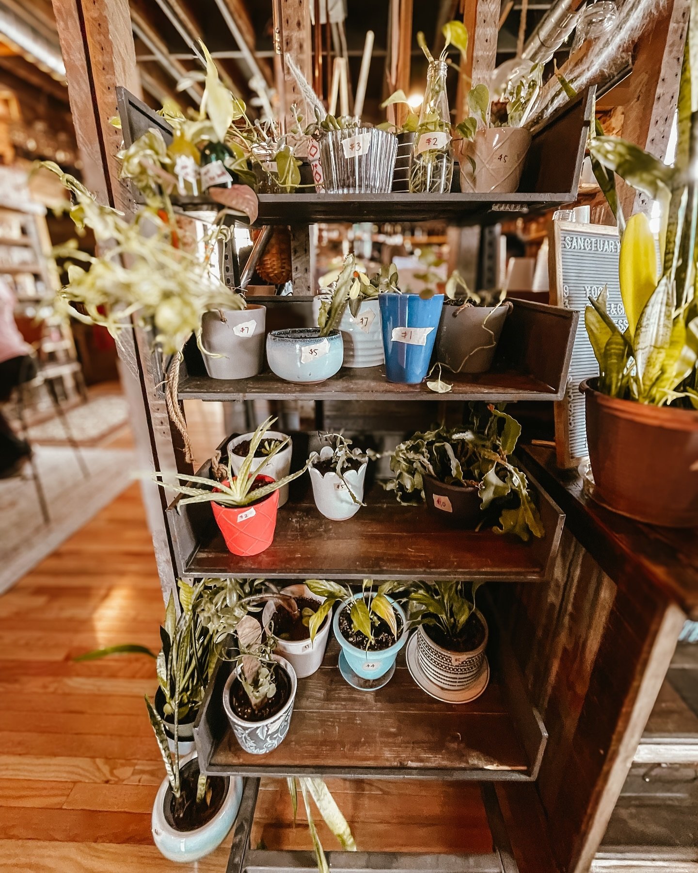 Happy Friday friends!

We&rsquo;ve have been doing some spring cleaning around Sanctuary, and are selling some of our plants! These plants have all been grown or propagated at Sanctuary over the past few years, and we are sad to see them go but know 