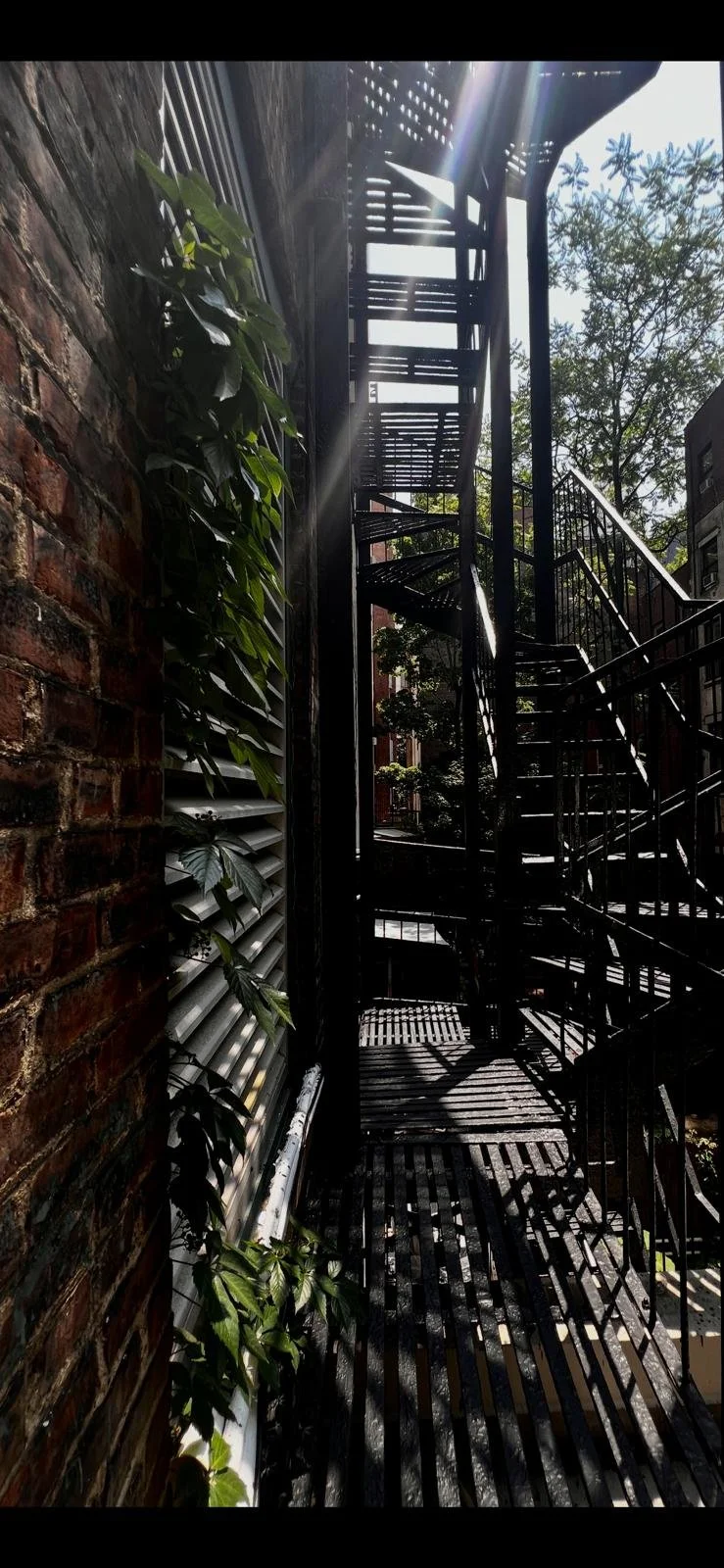 Black metal fire escape stairs on the exterior of a brick building, with a vine growing along the wall. Sunlight creates shadows on the stairs.