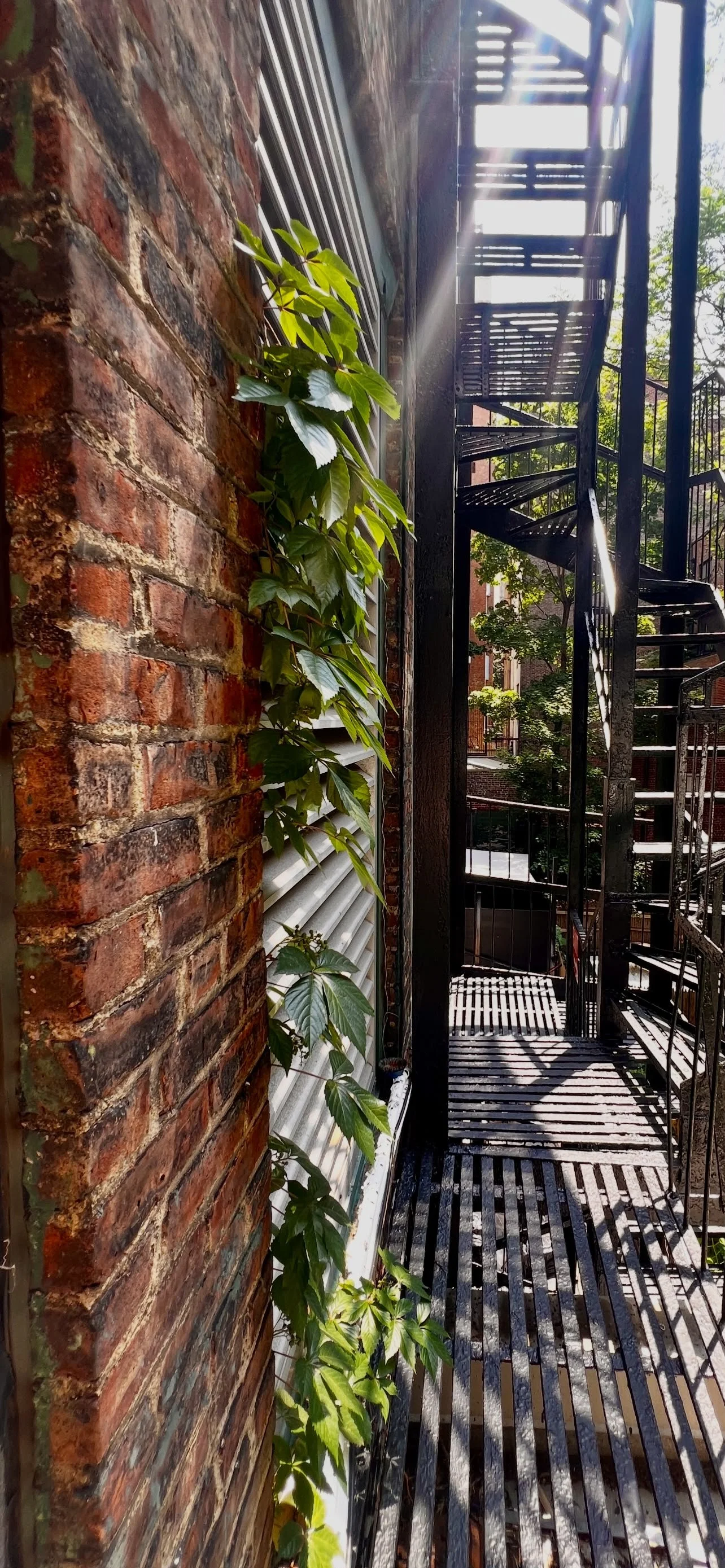 Exposed brick wall with vines beside iron staircase, loft exterior detail