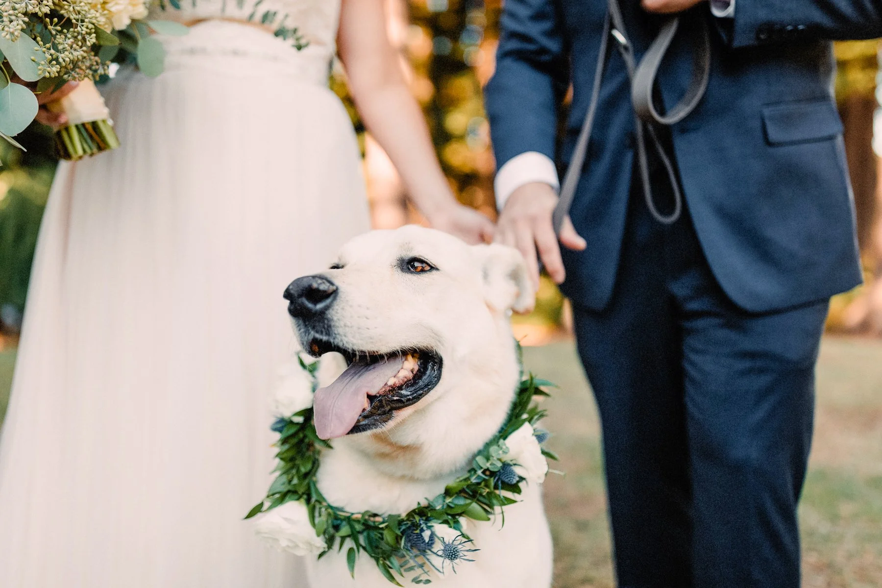 Wedding Photos With Your Dog: Tips From a Los Angeles Wedding Photographer