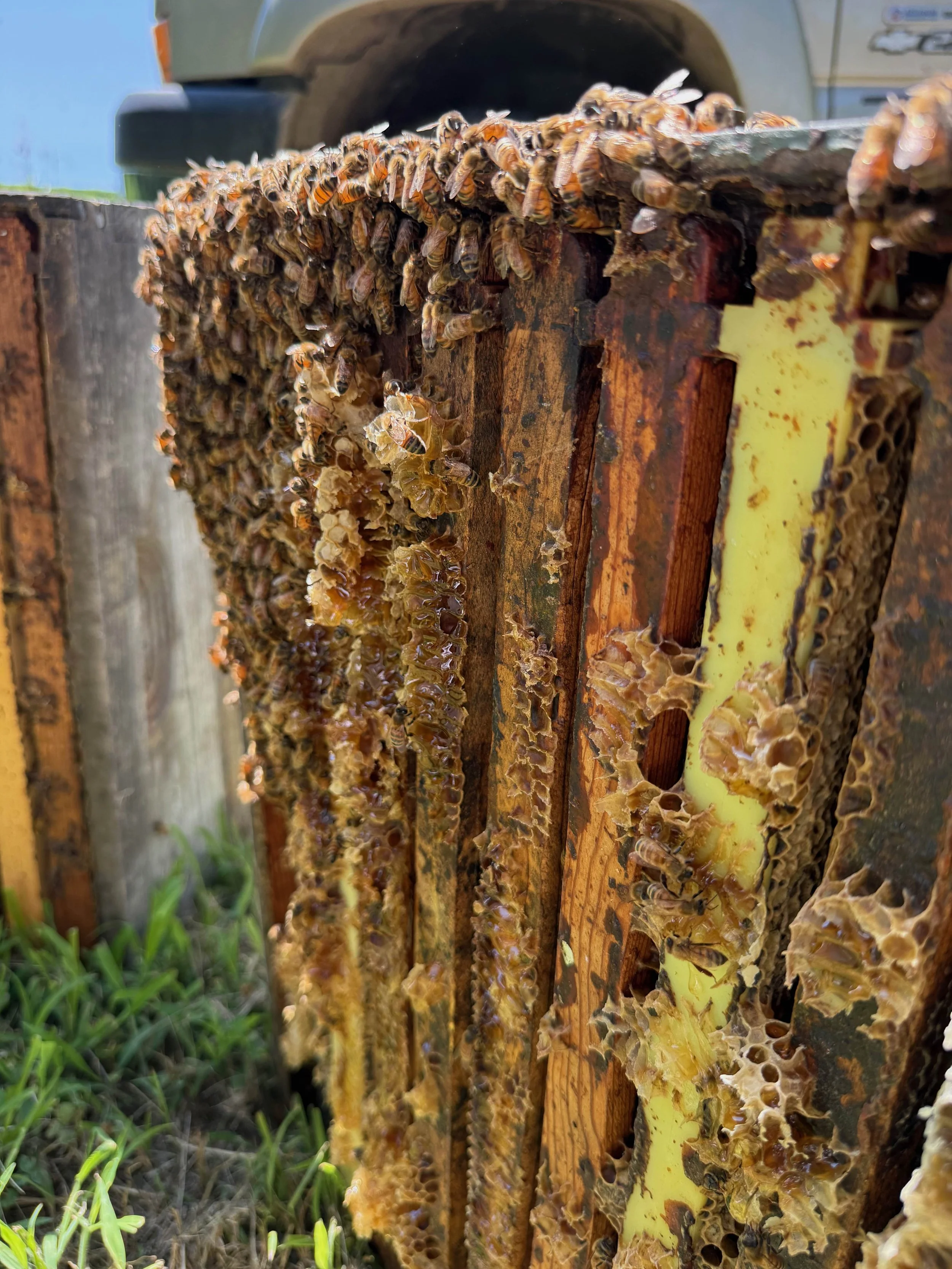 Loew Apiary