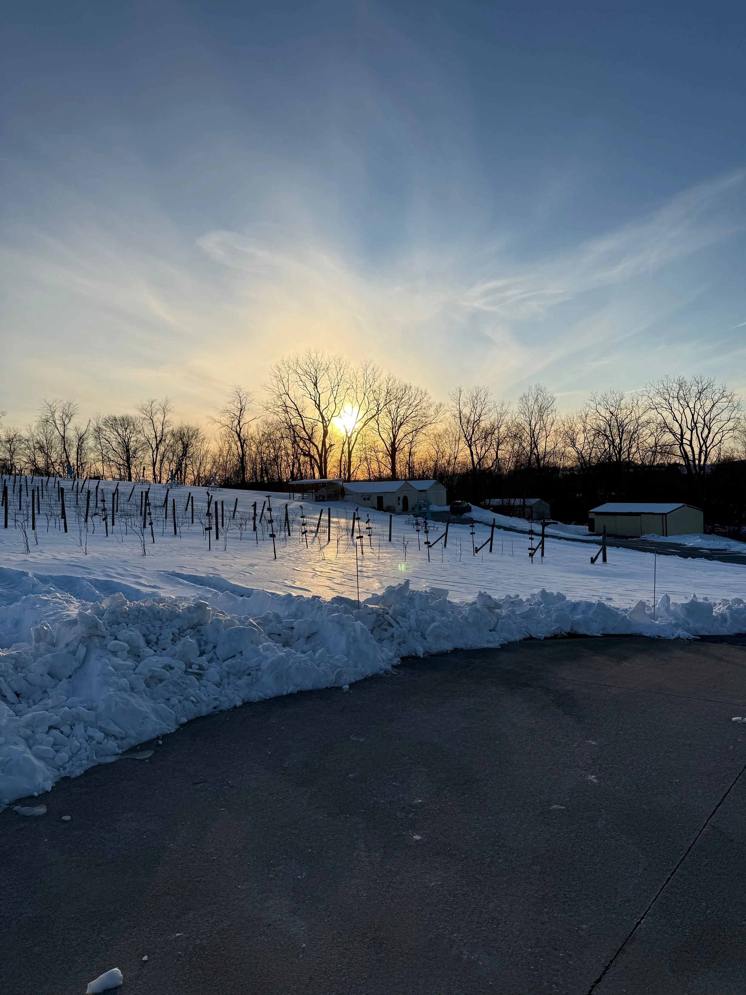 The Vines, As Our Witness (to history)