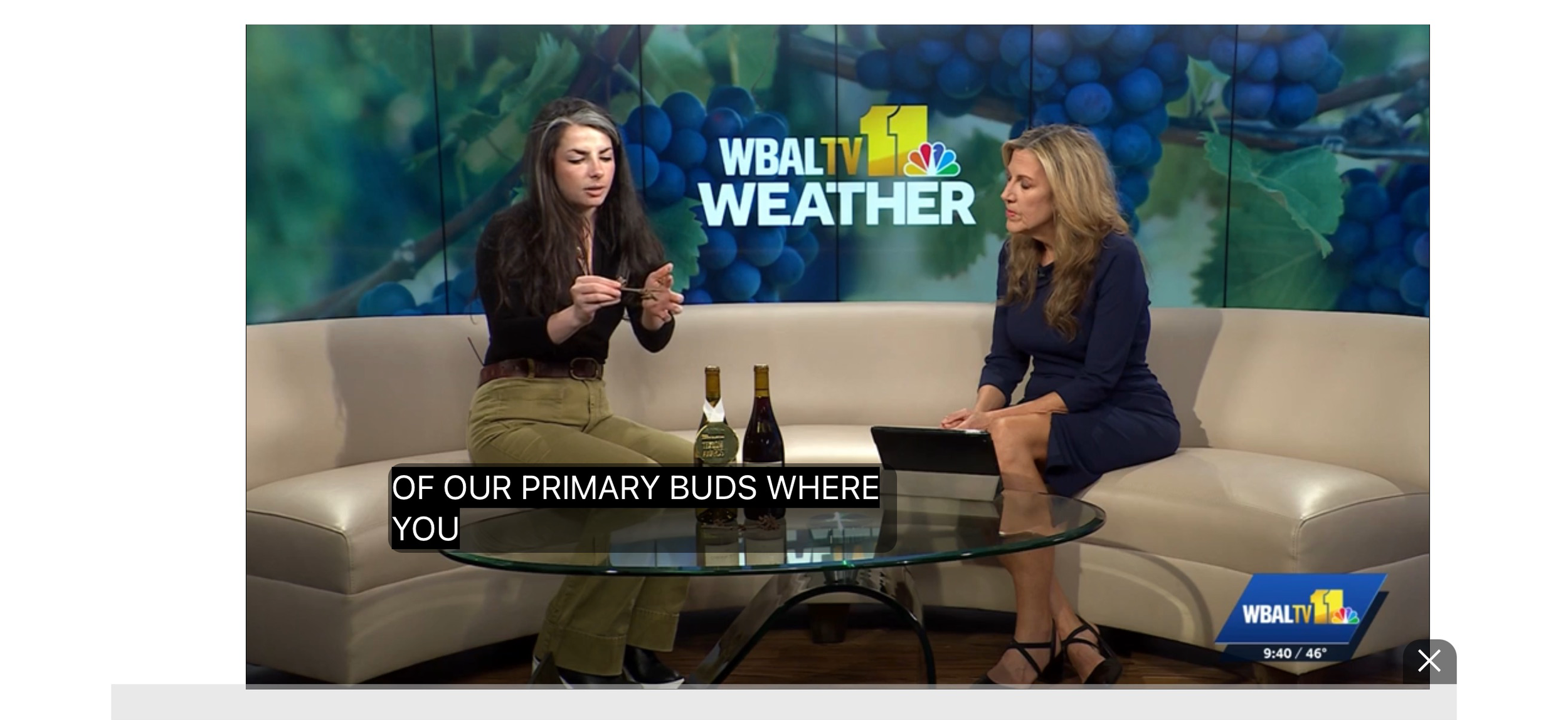 "We still have wine to sell": How to support Maryland vineyards after devastating crop losses
--WBAL11 TV