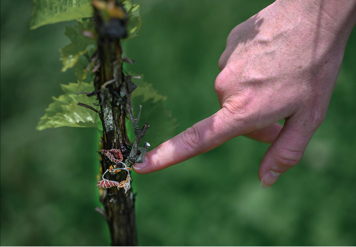 April freeze stunts 2026 local wine season
-- Frederick News Post