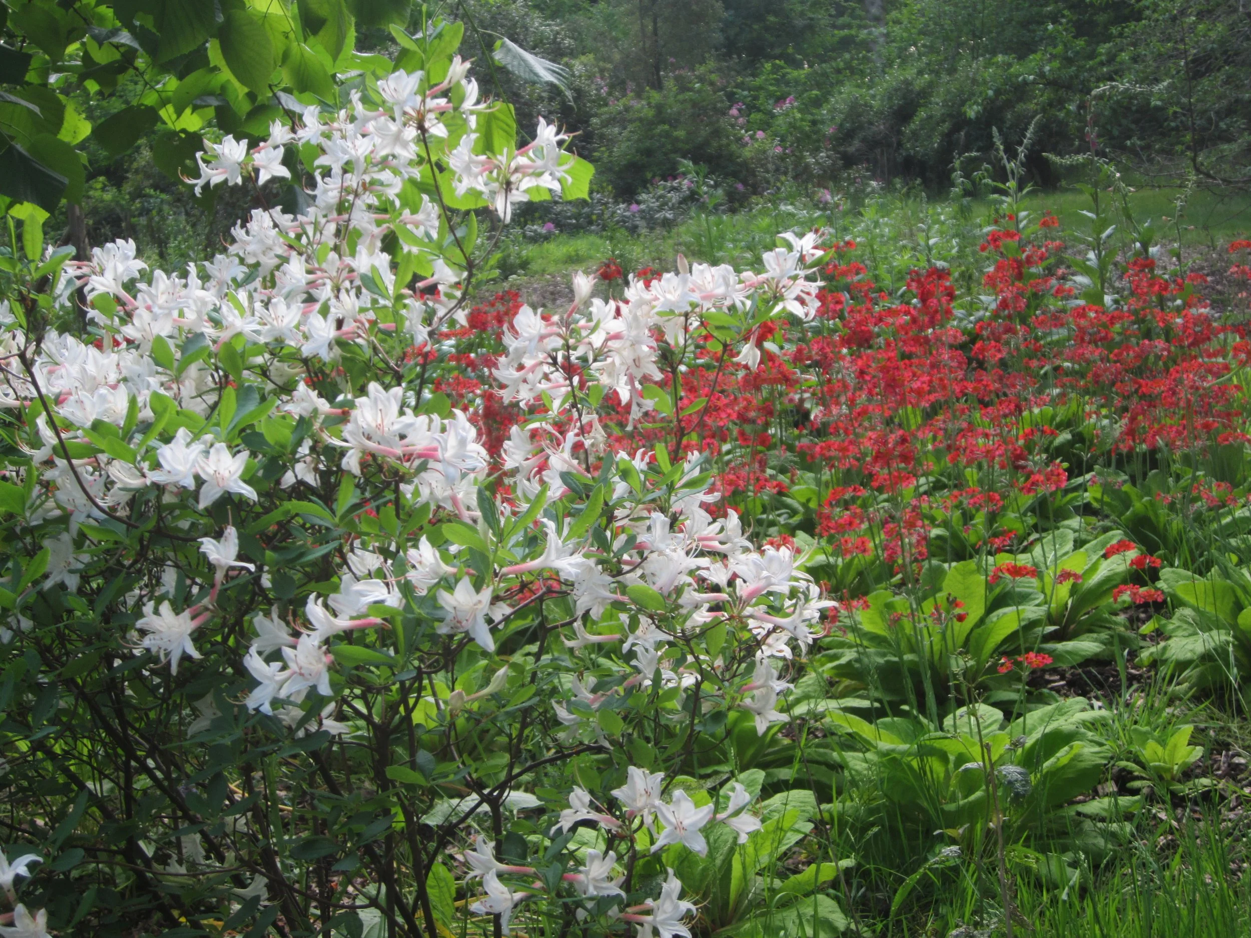 Azalea and primula.JPG