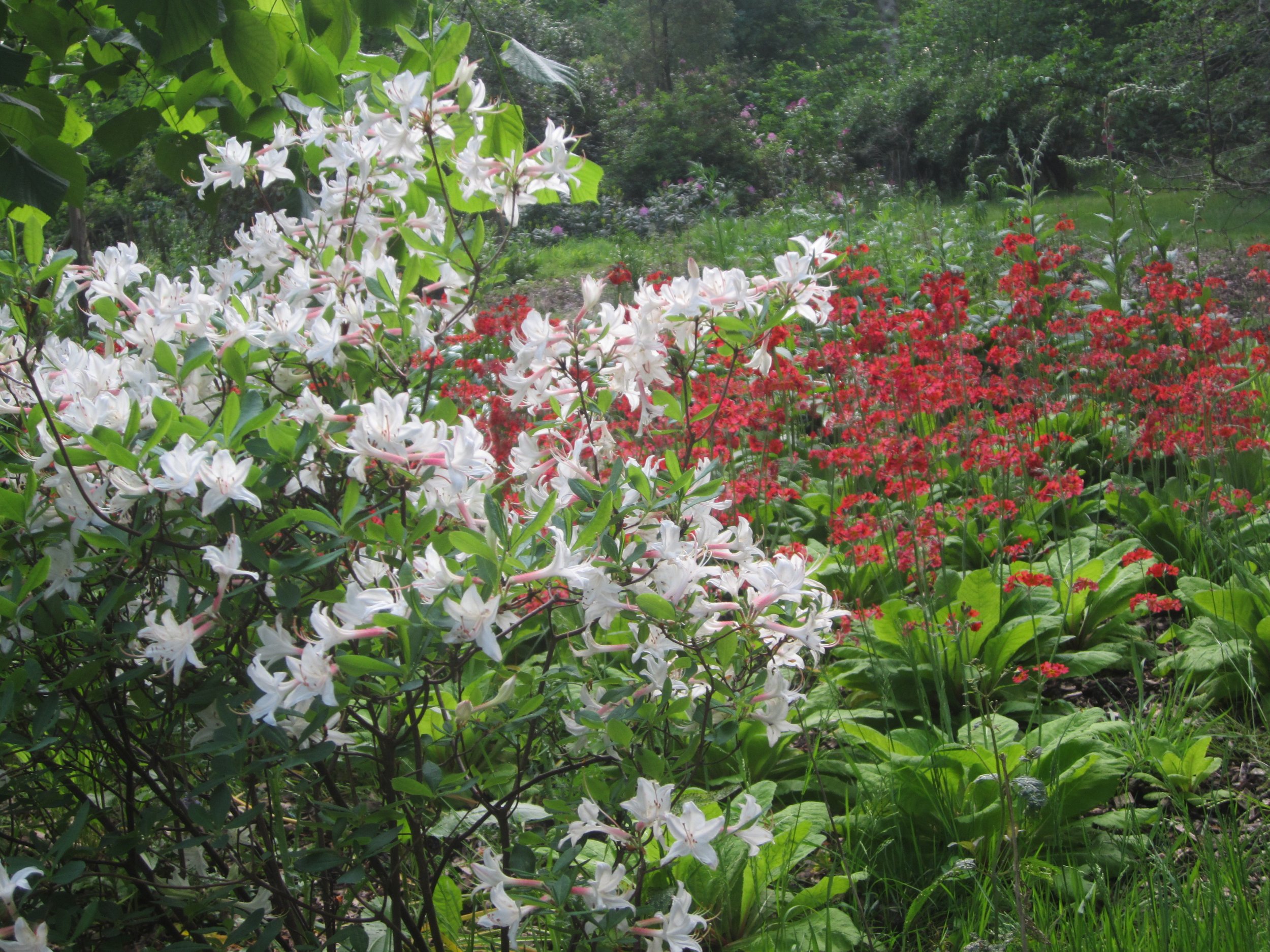 Azalea and primula.JPG