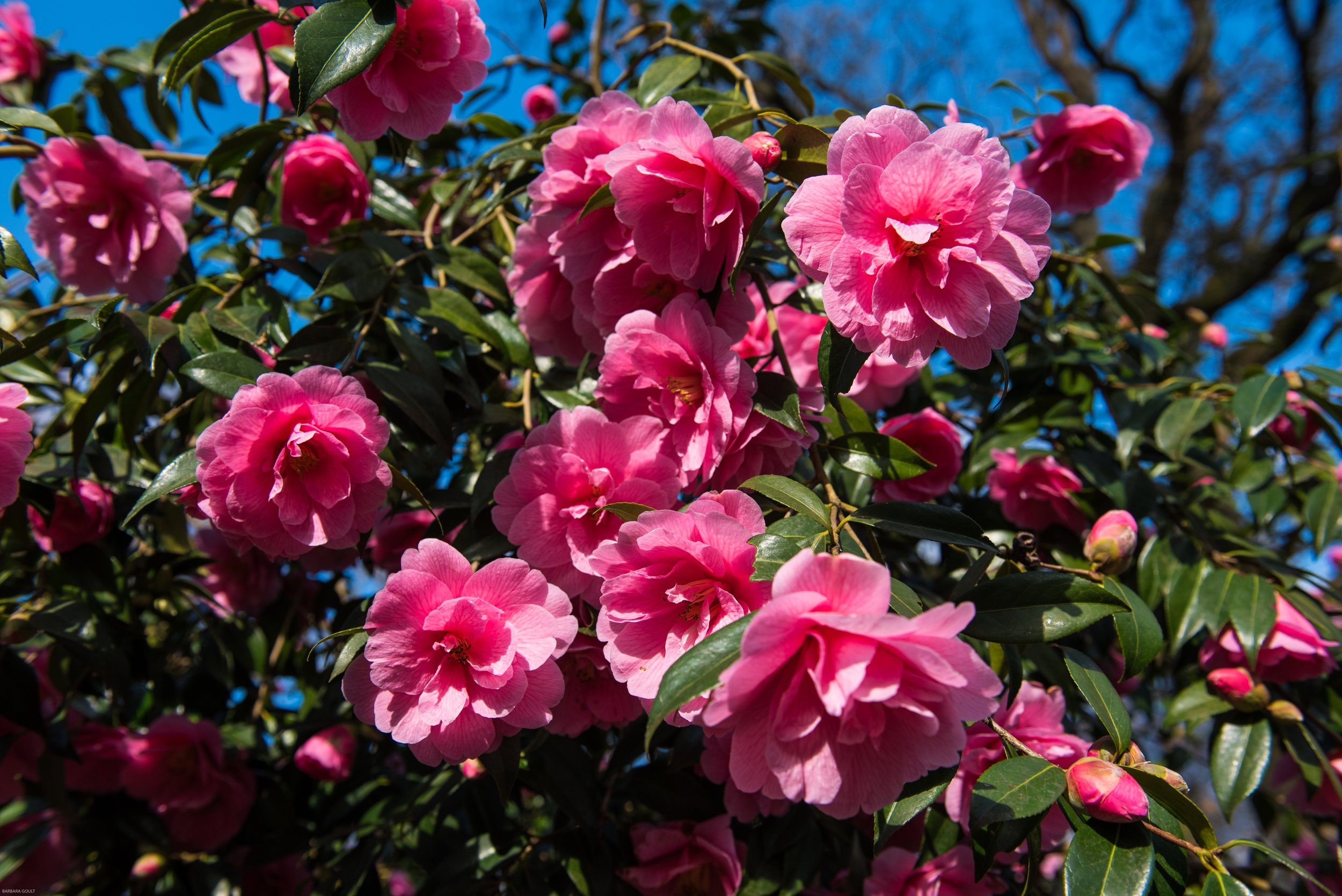 Camellias April.jpg