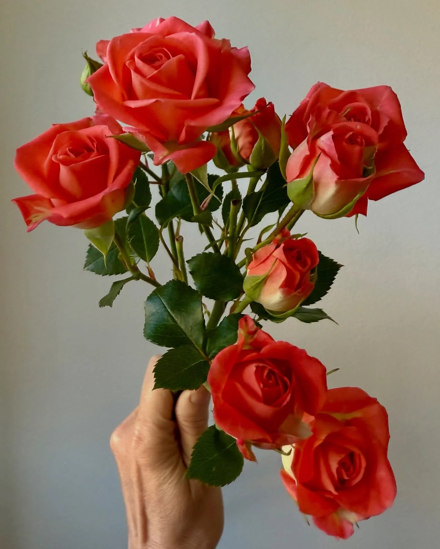 Today&rsquo;s fresh faces are coming up roses. 🩷🌹