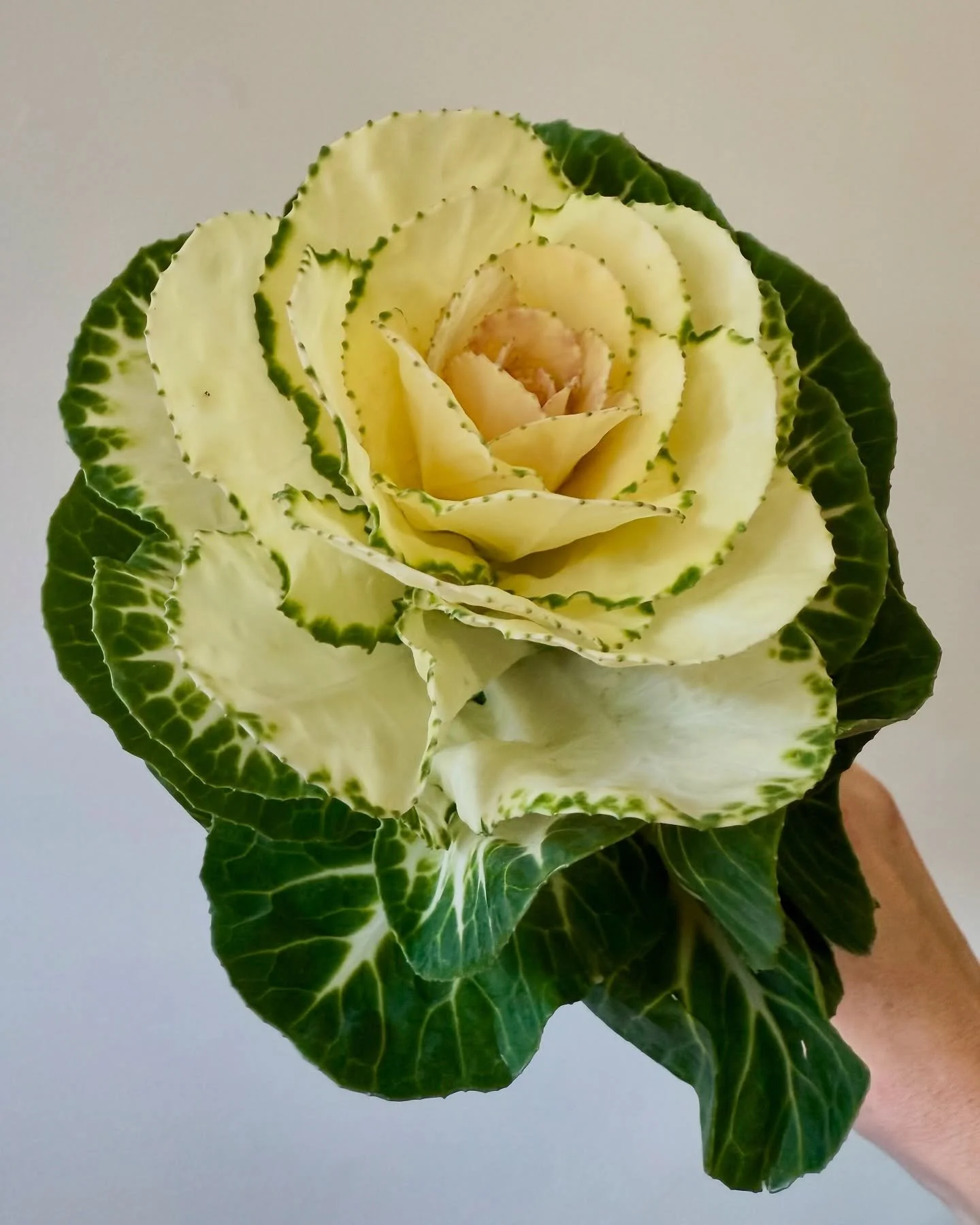 Fresh Thursday faces at the studio. 🥬