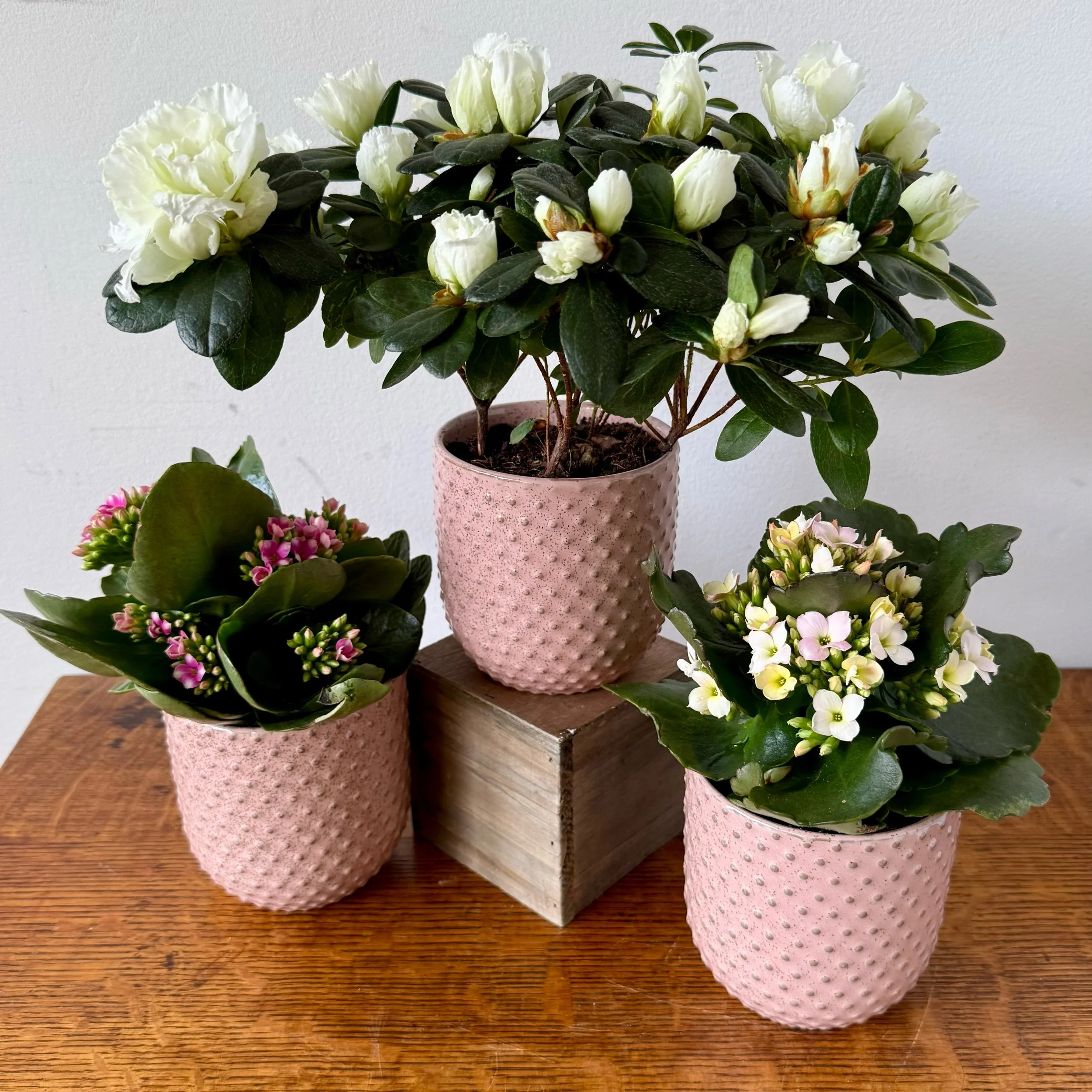 Sweet Petite - Houseplants