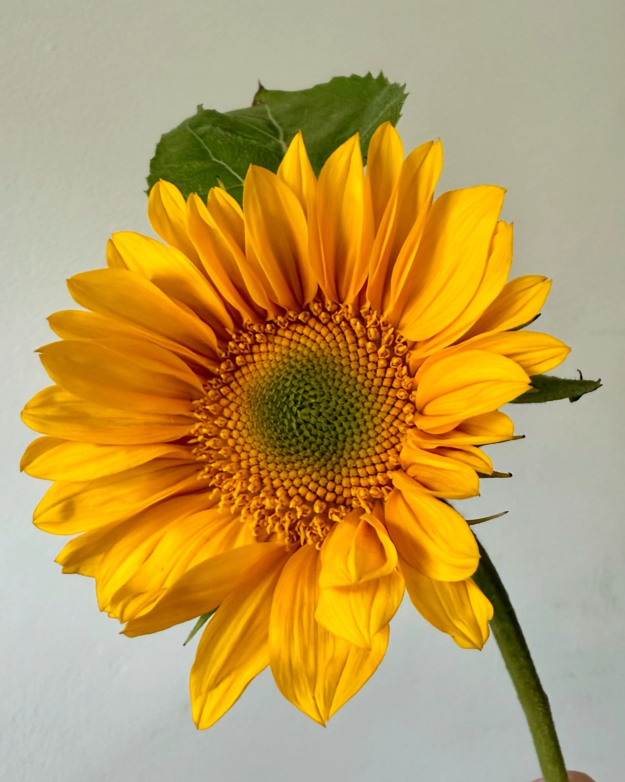 Local Love - August Weekly Blooms