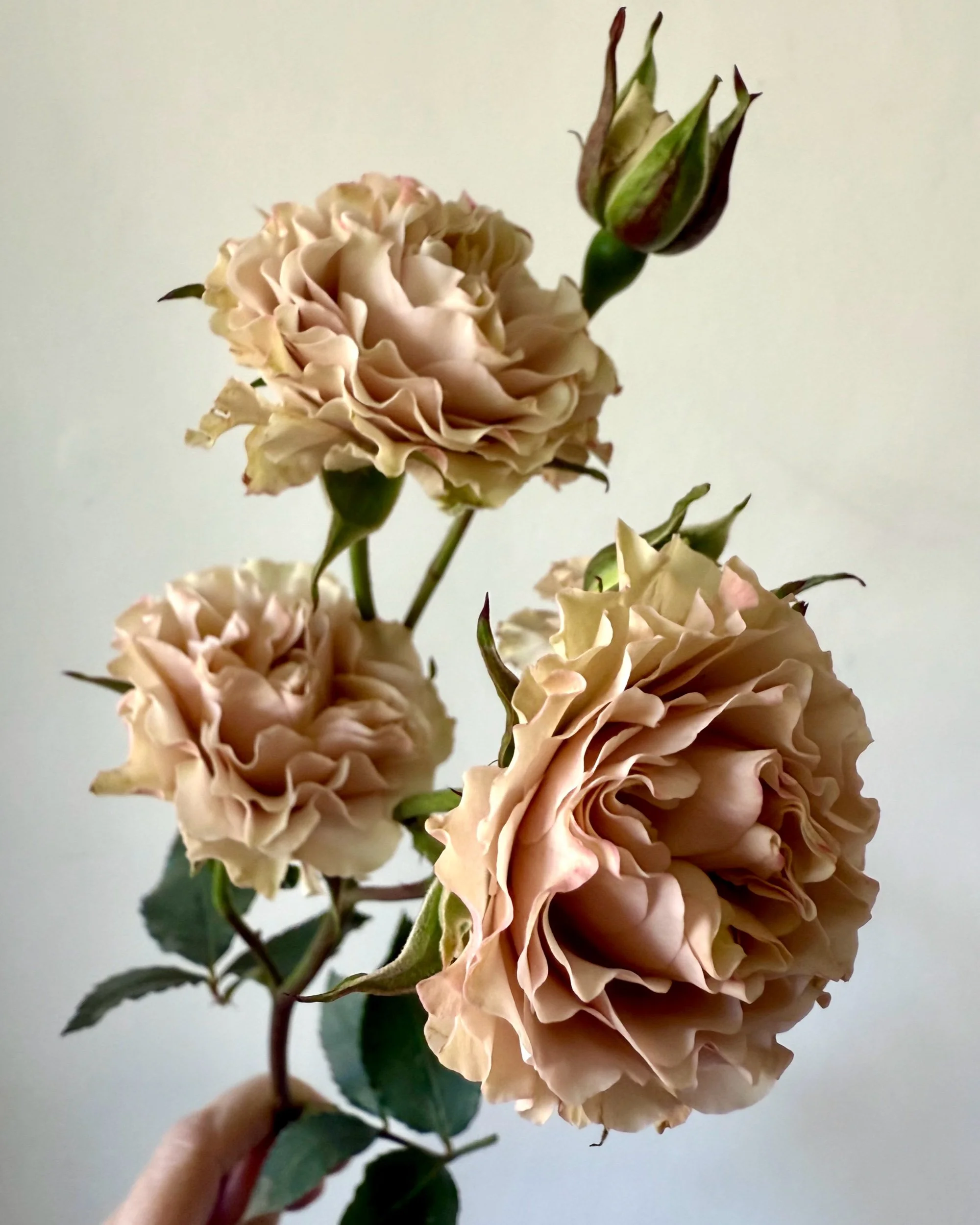 Local Love - Late Summer Weekly Blooms