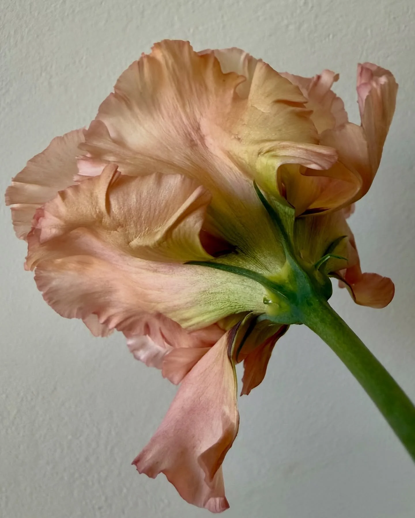 These local lisianthus are absolutely stunning.