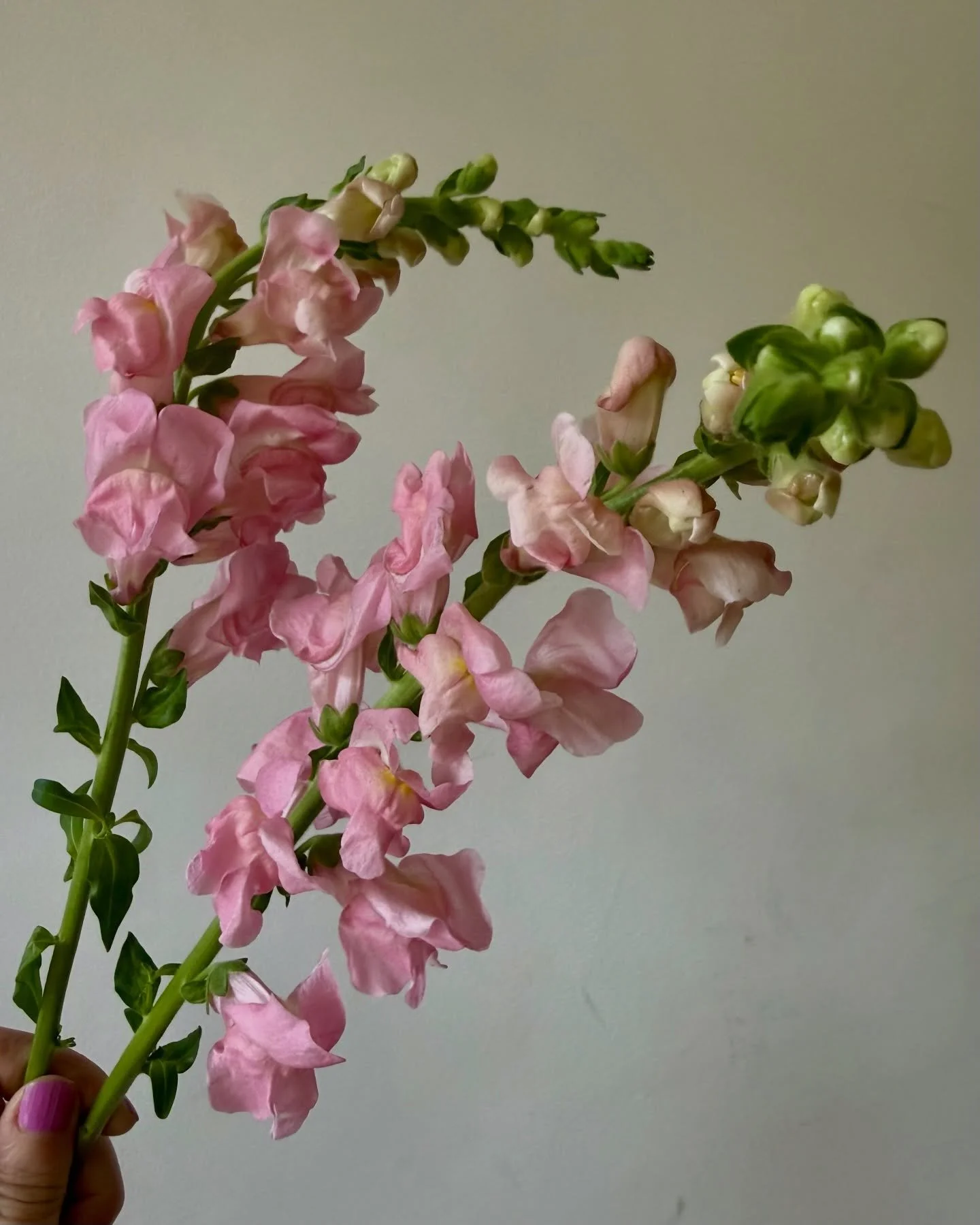 Fresh faces in the studio today, some just returning for the first time this season!

snapdragons ~ lisianthus ~ celosia ~ pincushion ~ allium ~ hydrangea

Guess who's local!