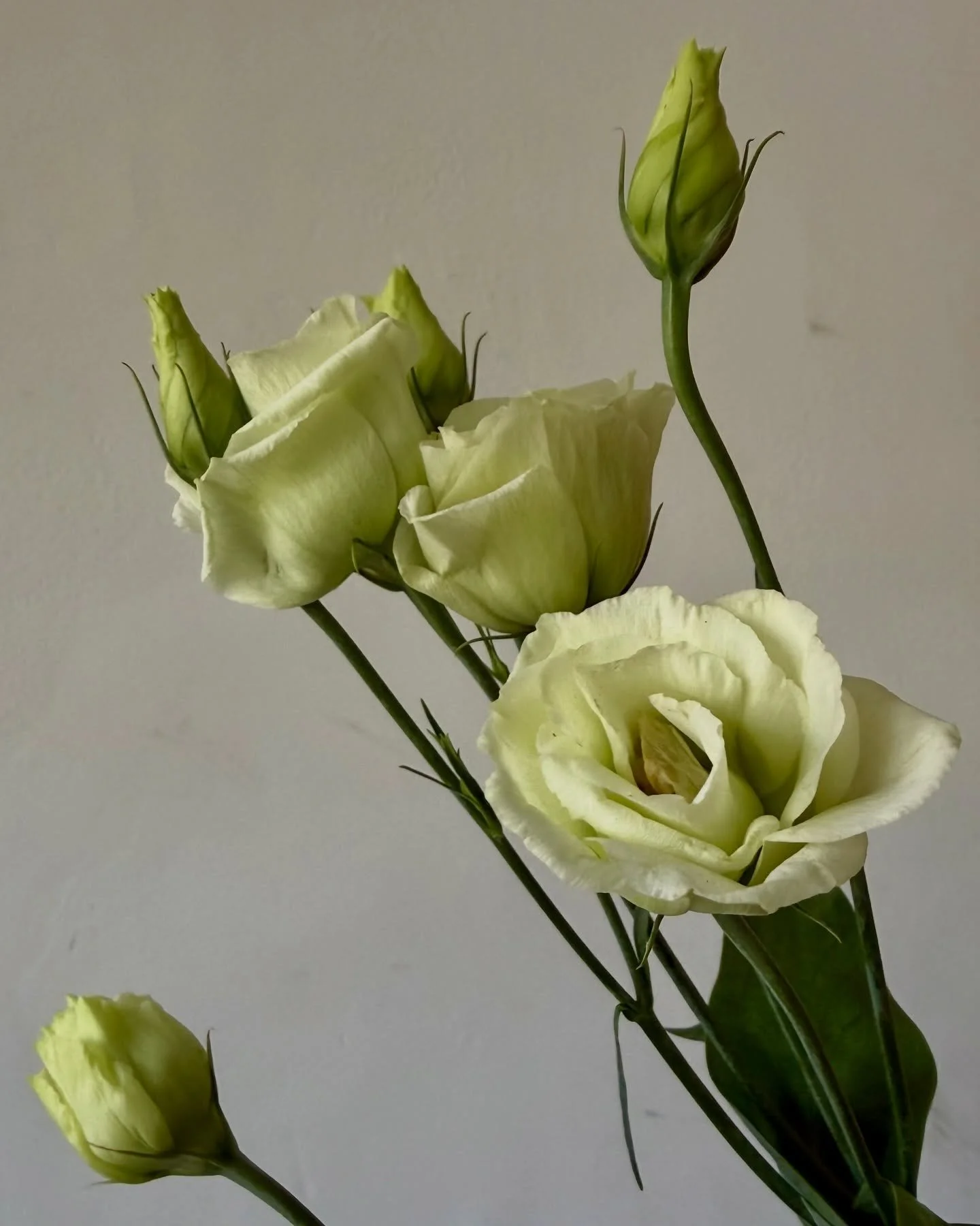 Fresh faces 😍

lisianthus ~ roses ~ ranunculus ~ thistle