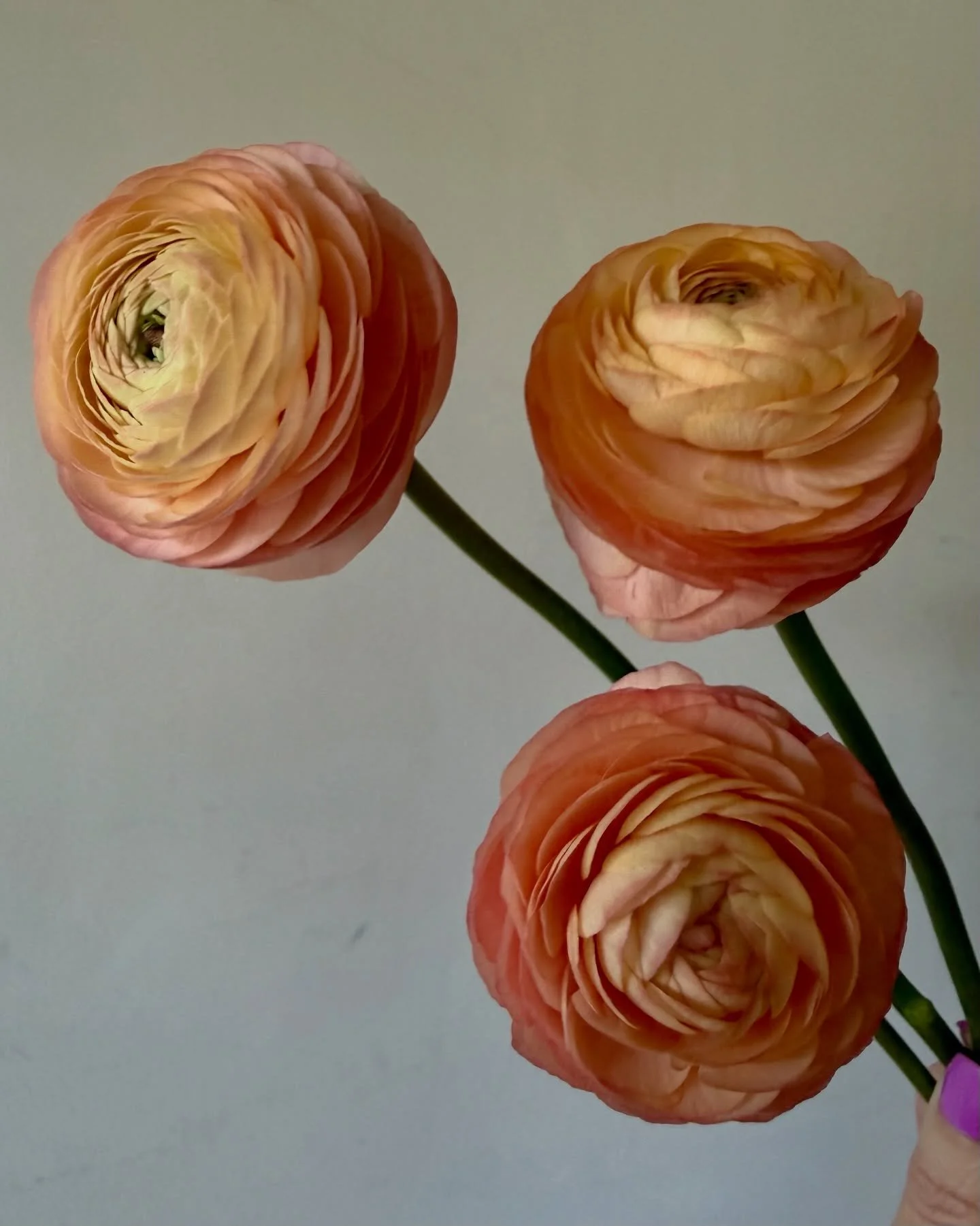 We&rsquo;re feeling quite ranunculus at the shop today.