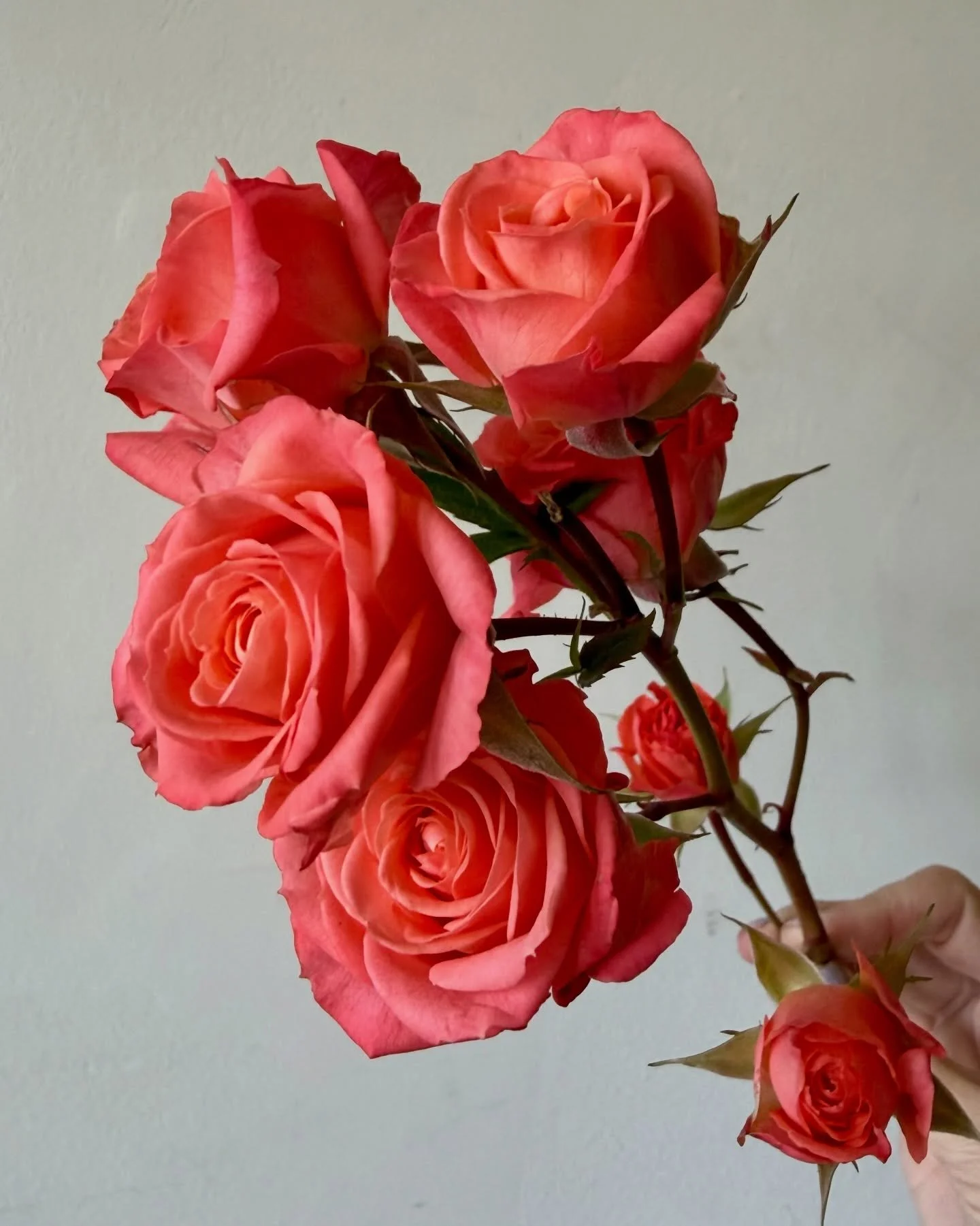 The spray roses are looking particularly beautiful today.