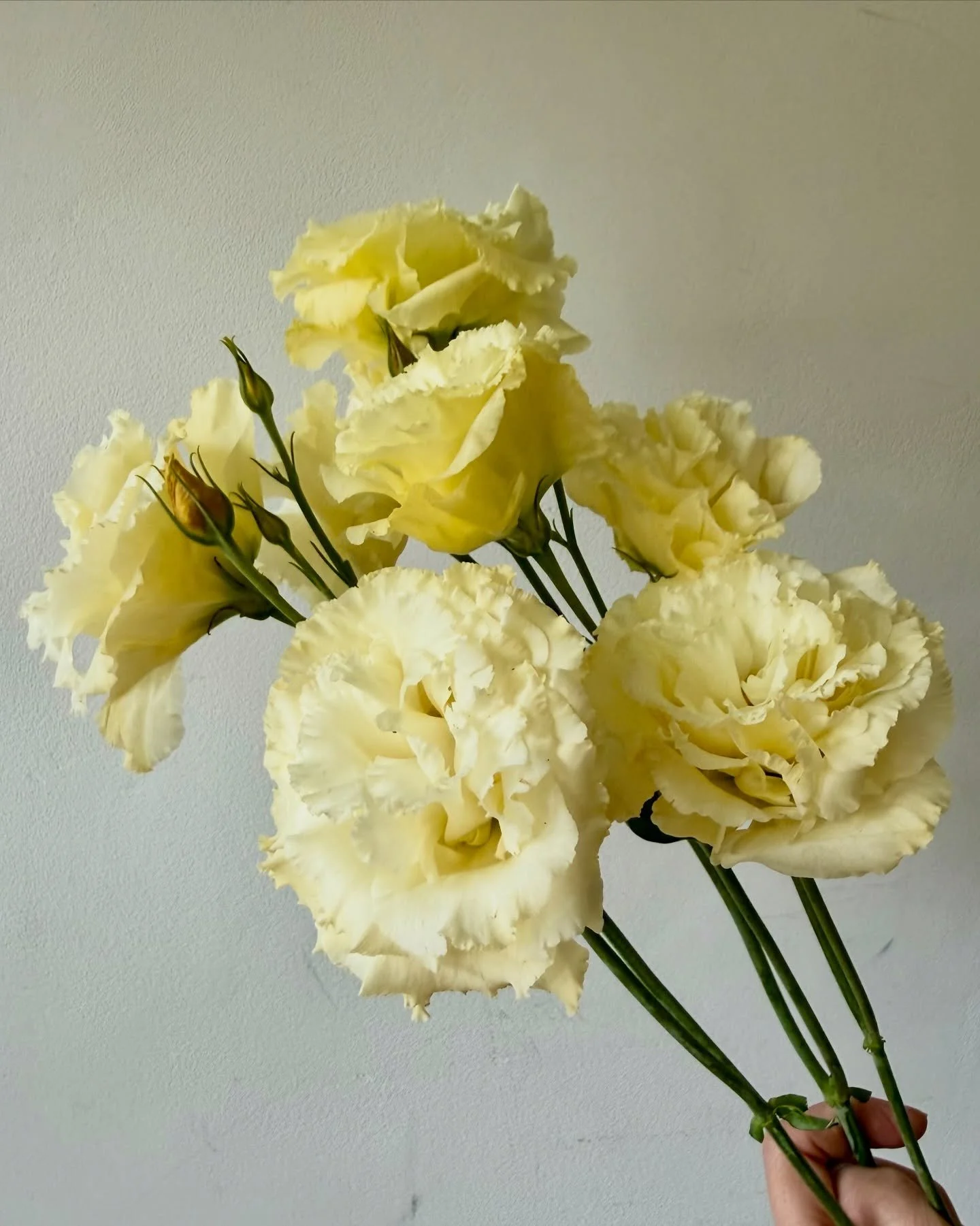 Fluffy local lisianthus, coral garden roses, orange ranunculus, local nigella pods, local celosia, and local coxcomb are the standout fresh faces in the studio today.