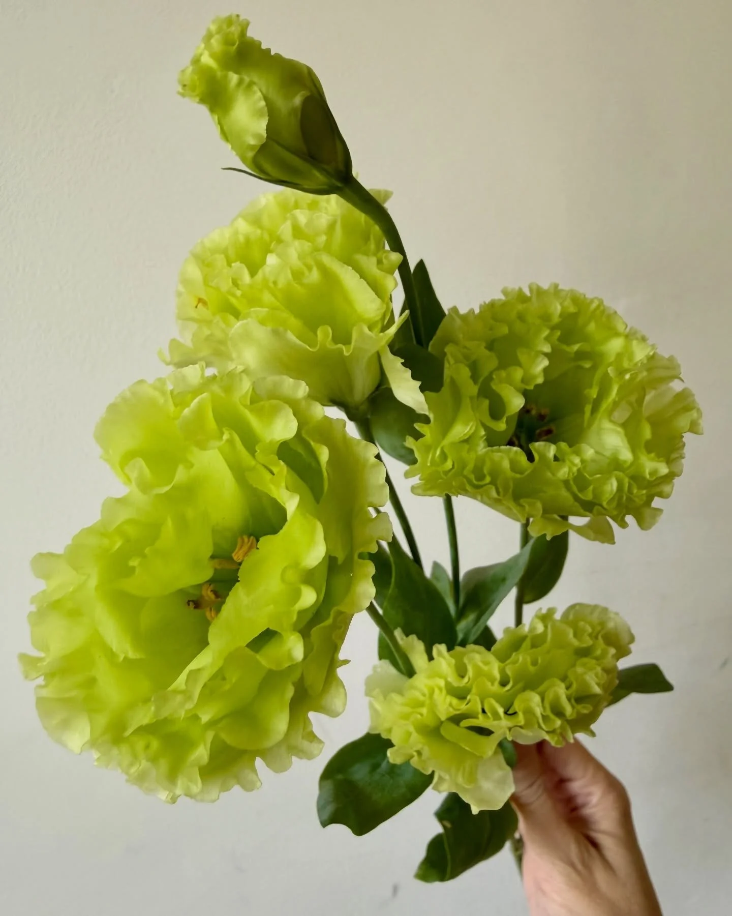 Fresh floral faces in the shop today! 🥰

local lisianthus ~ local cosmos ~ local coxcomb