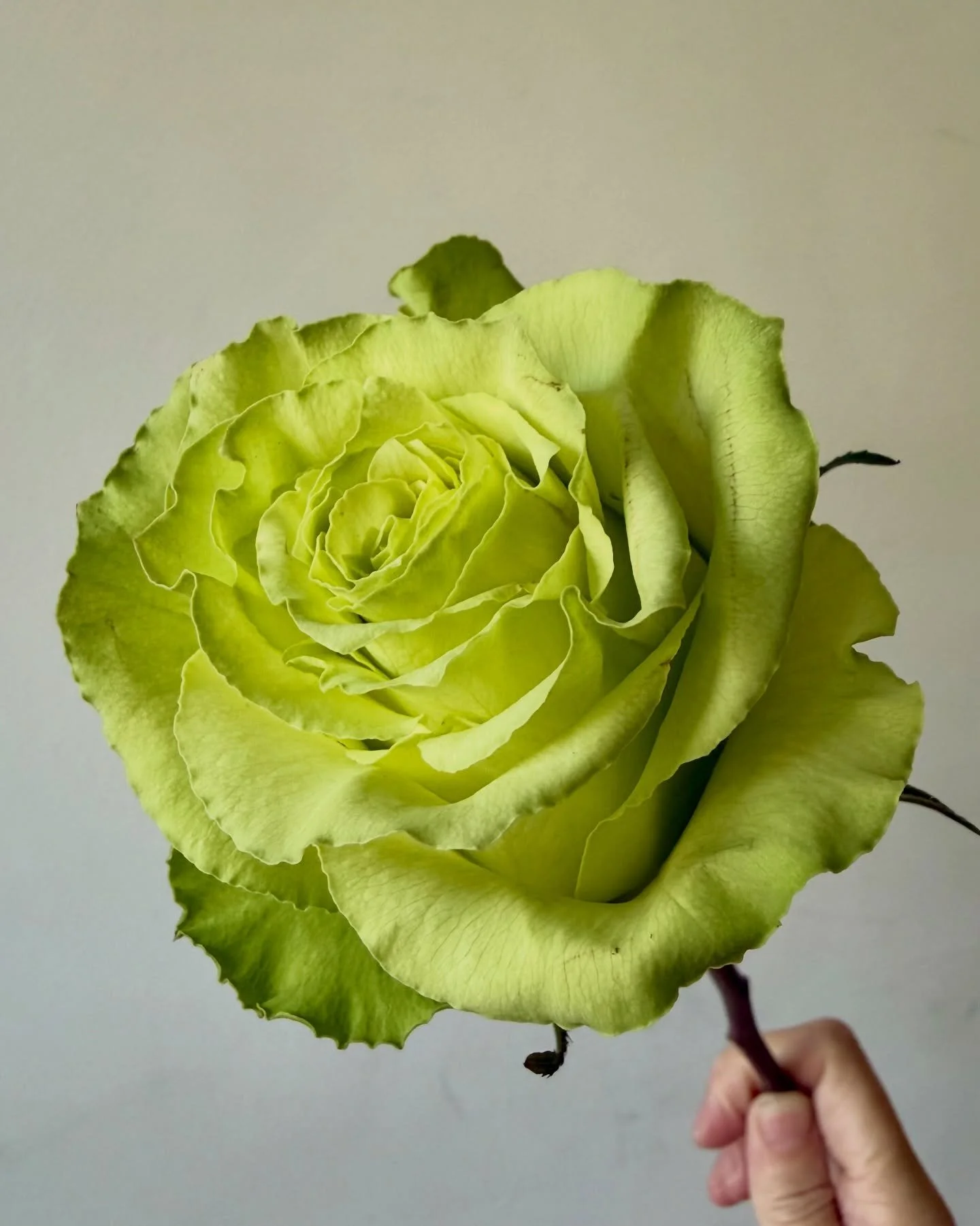 Fresh faces at the shop! Roses, pincushions, and callas are looking especially good today.