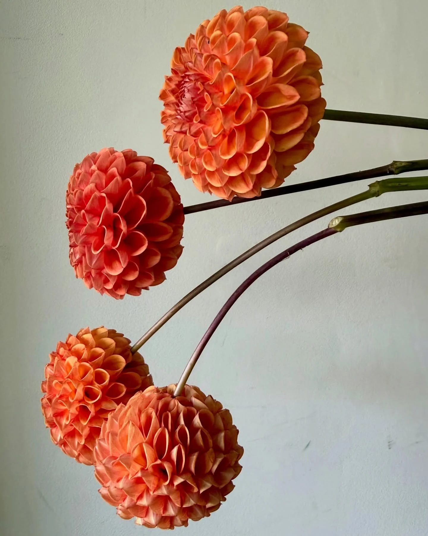 Fresh, mostly local, faces at the shop! 🍁 

dahlia ~ amaranthus ~ hydrangea ~ yarrow ~ celosia ~ pumpkin tree