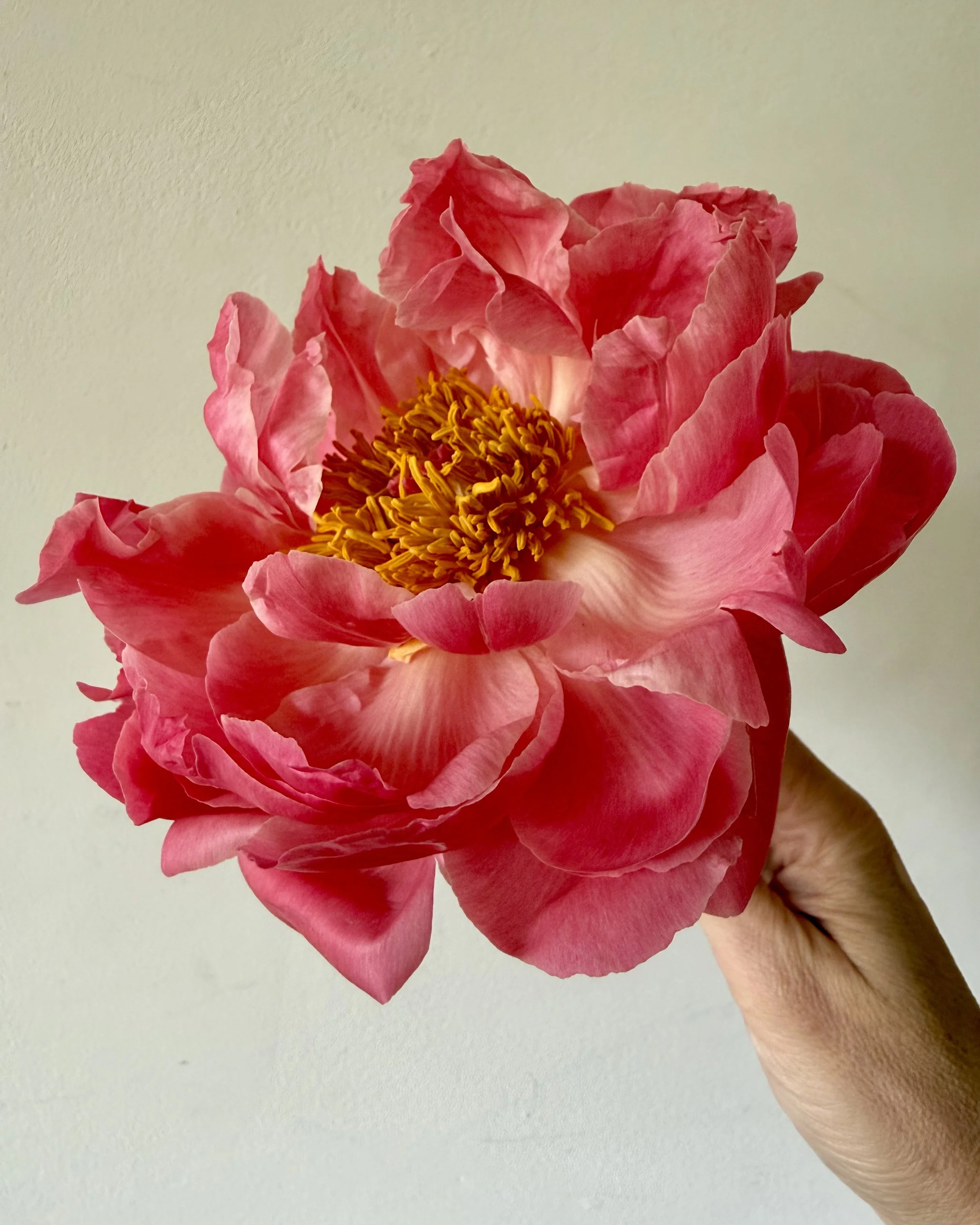 close-up view of single coral charm peony bloom