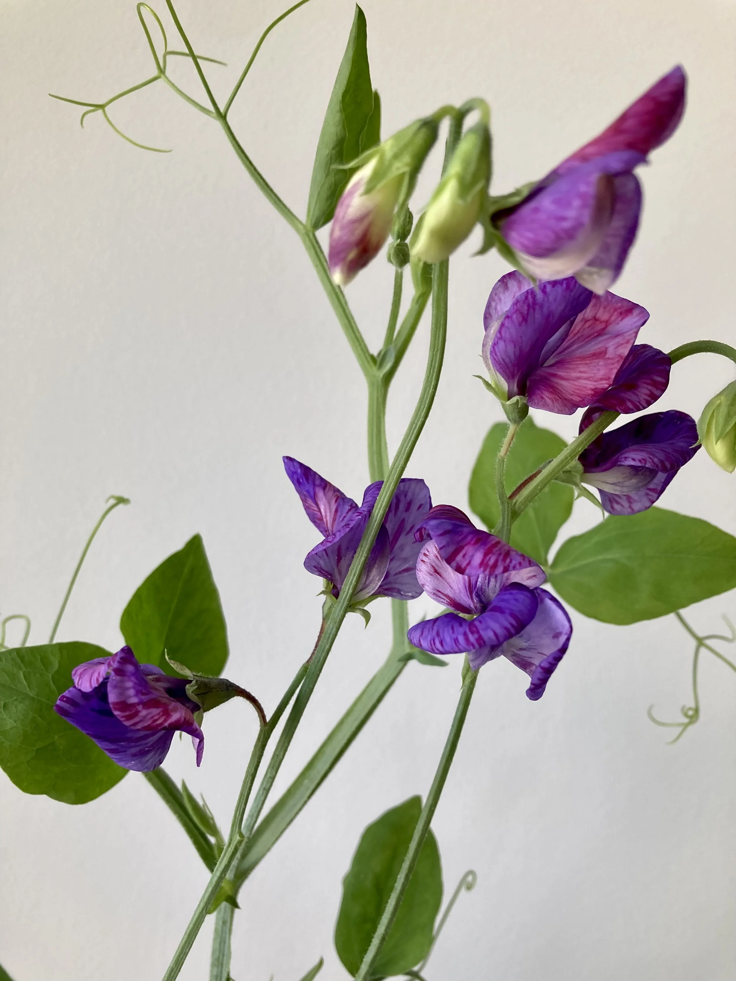 single stem of dark purple sweet peas — Chicago and suburbs florist