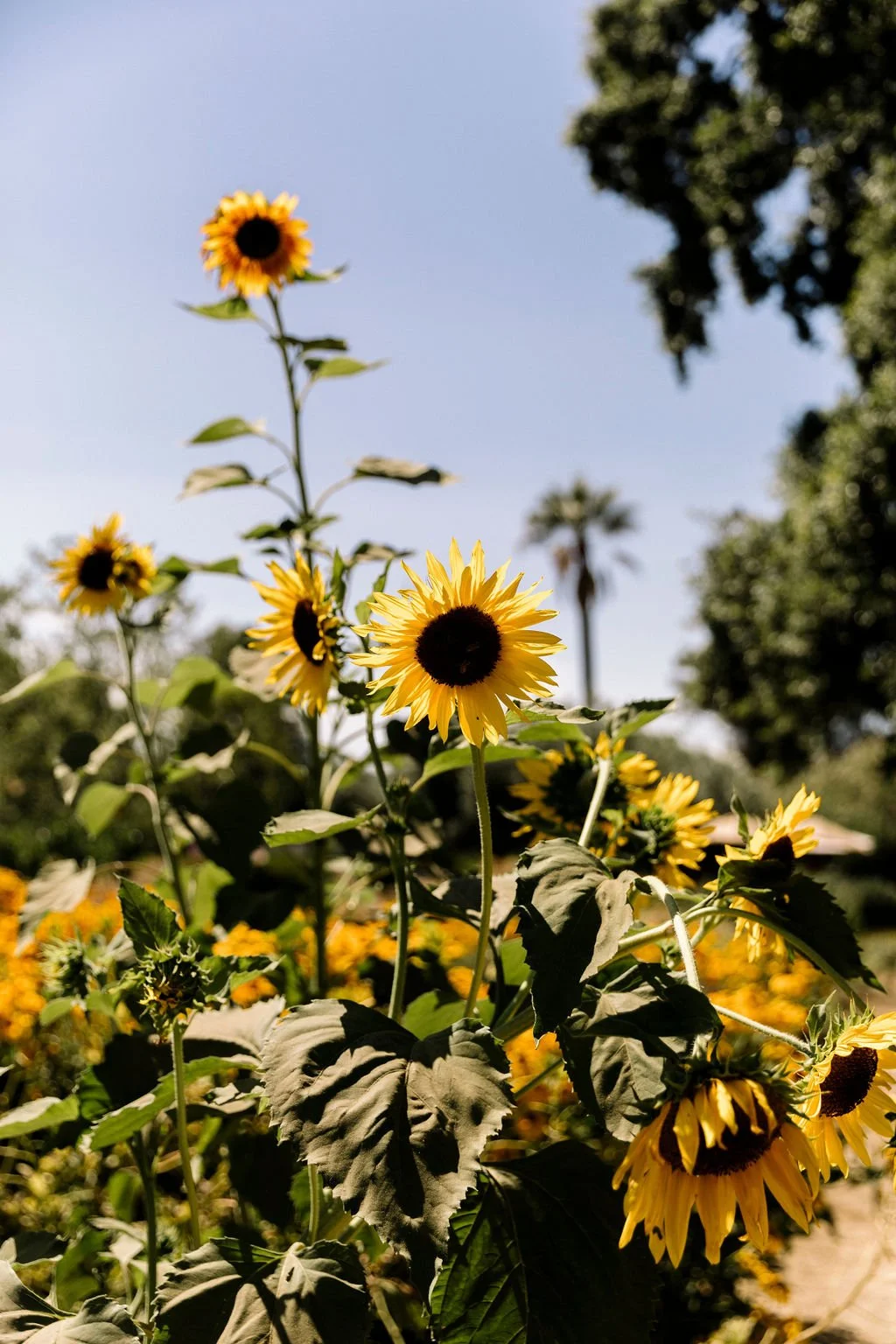Sunflowers at San Francisco wedding. Image name: wedding-florist-boise-72