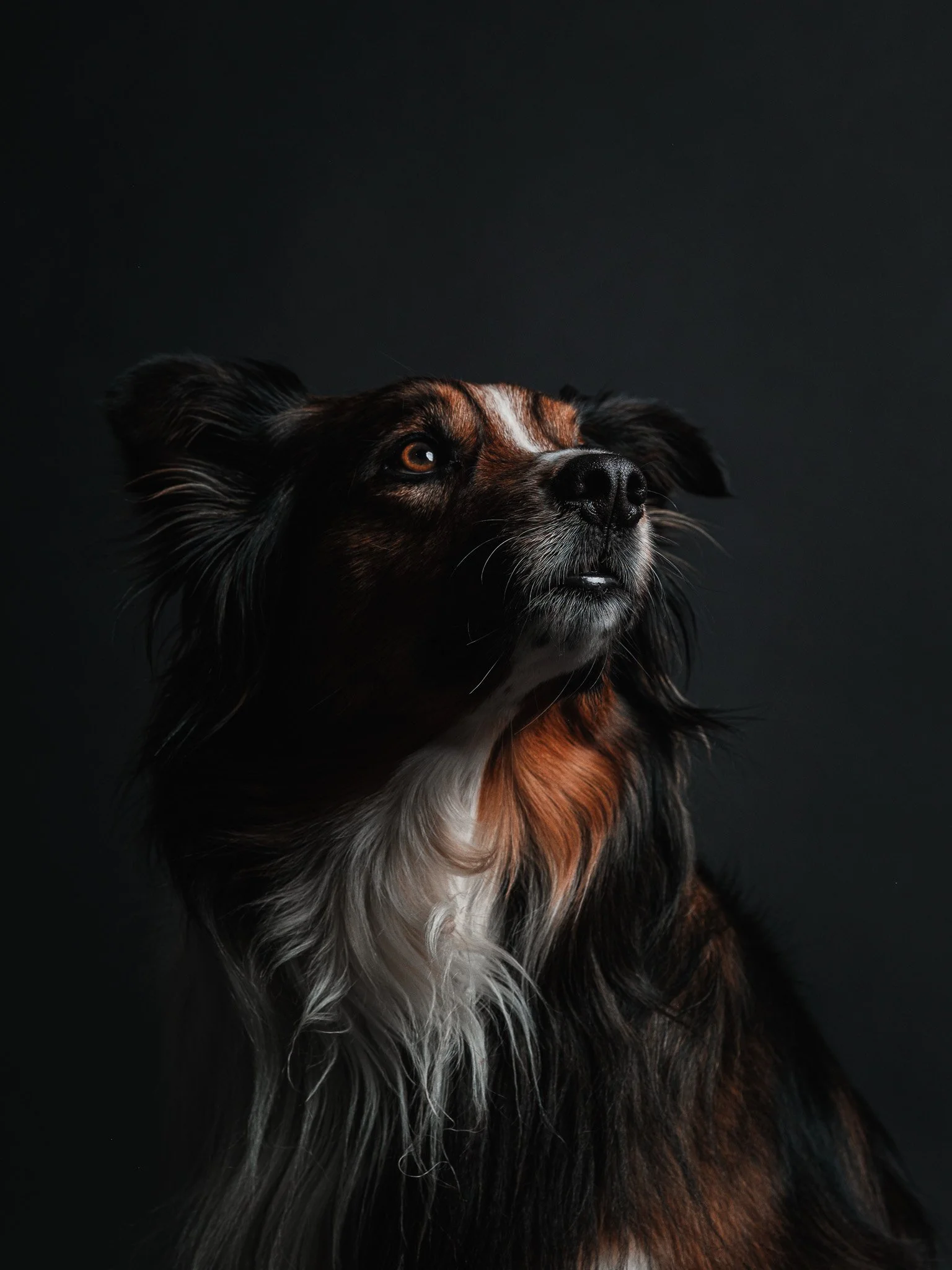 Pet Portraiture