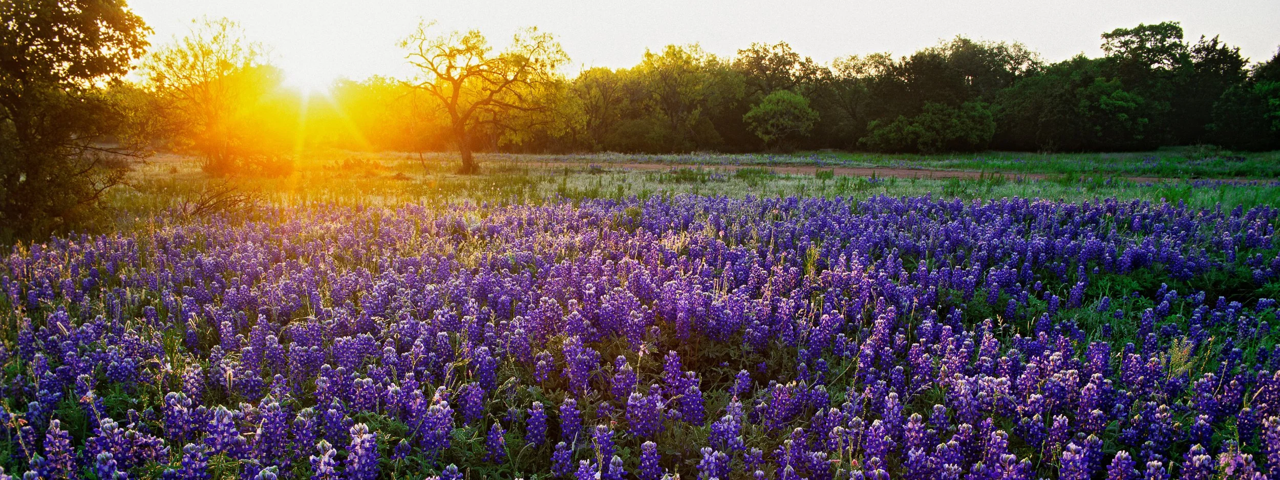 Ecology of Resilience: Texas 2026