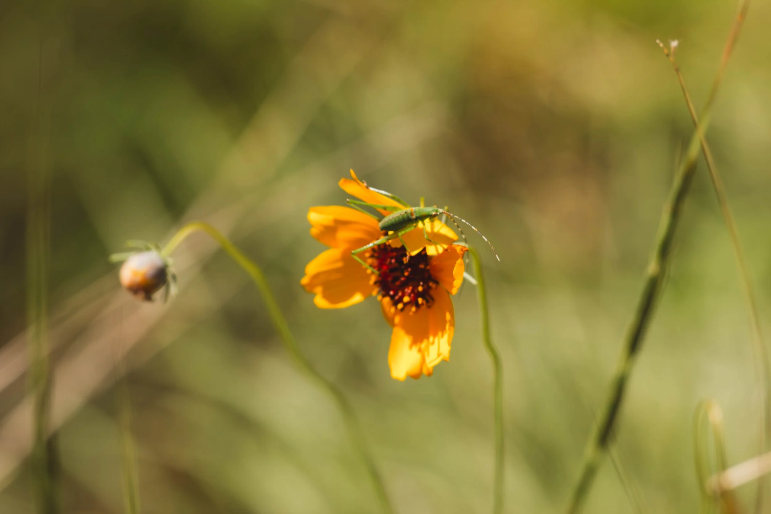 grasshopper yellow flower.jpg
