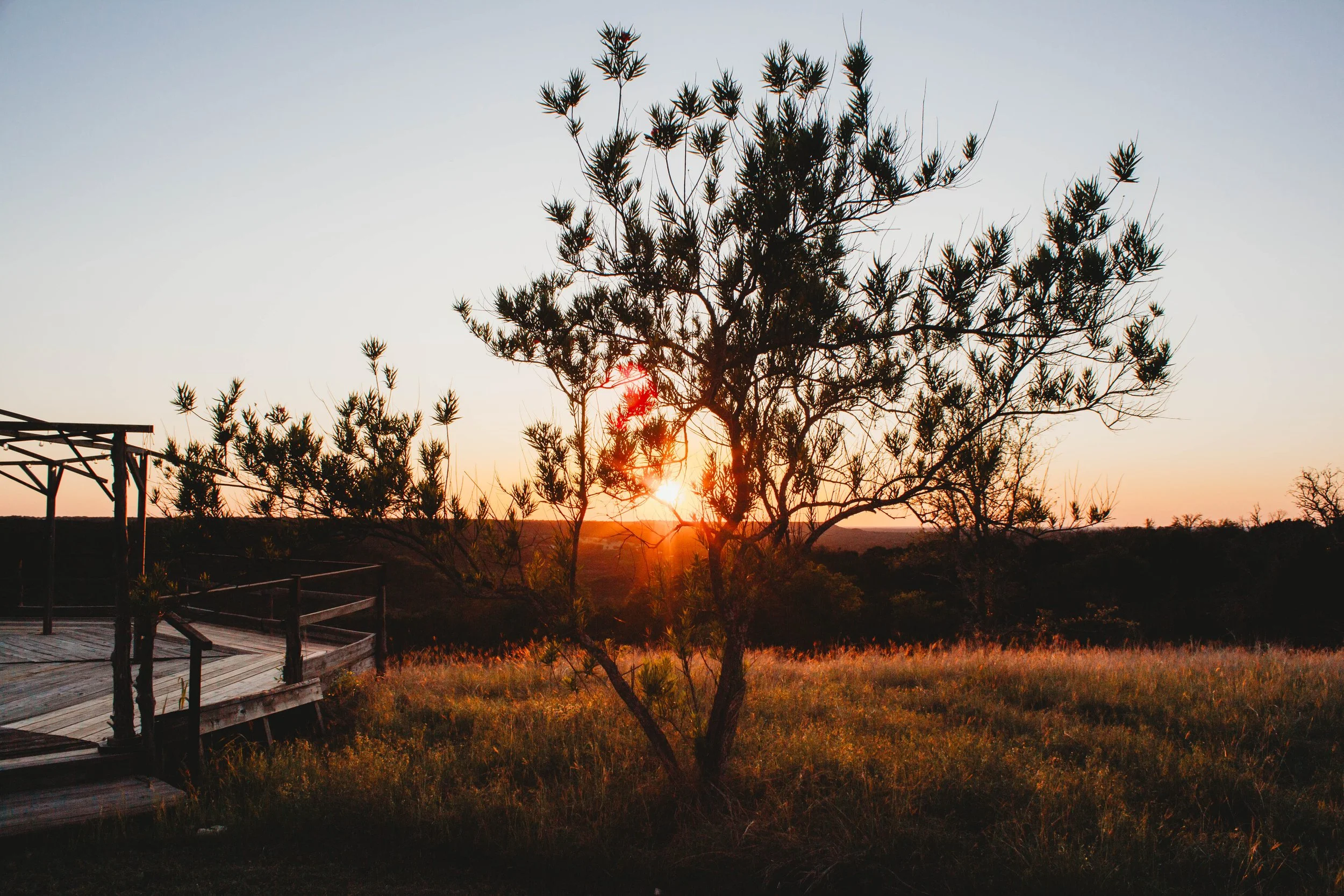 sunset through tree.jpg