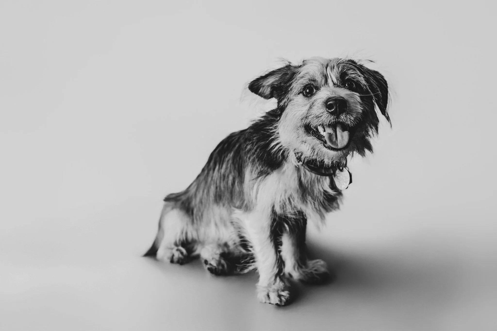 I love b&w versions of pet photos 📸 
Always a pleasure capturing my Vet's staffs pets ❤️
*these were taken within my Vet's Clinic, not my studio. I do not allow pets within my studio per allergens, cleanup and my lease* I am in the middle of tr