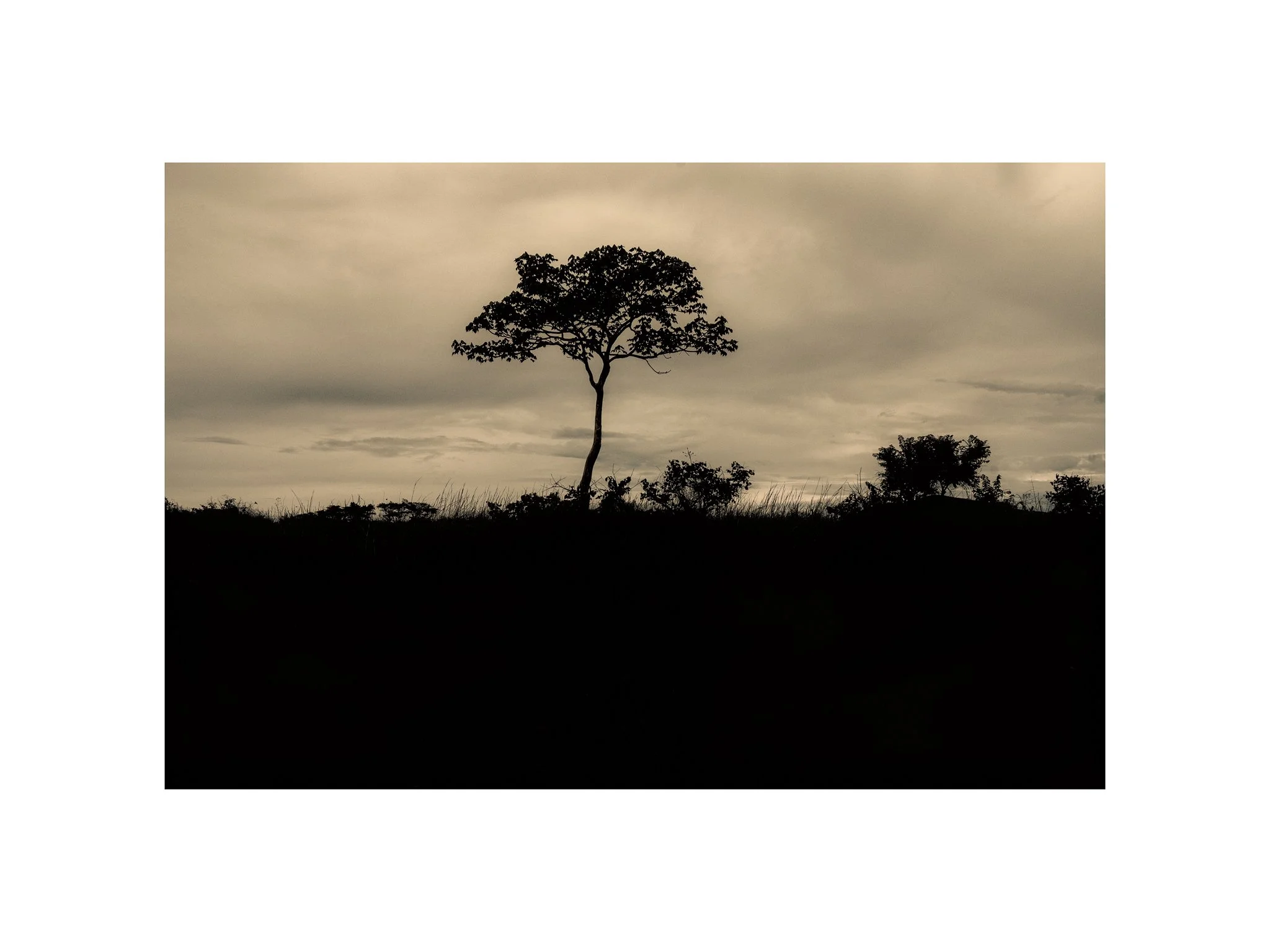 Angola - Faz. Molundo (Árvore, Silhueta 17) (30x40)