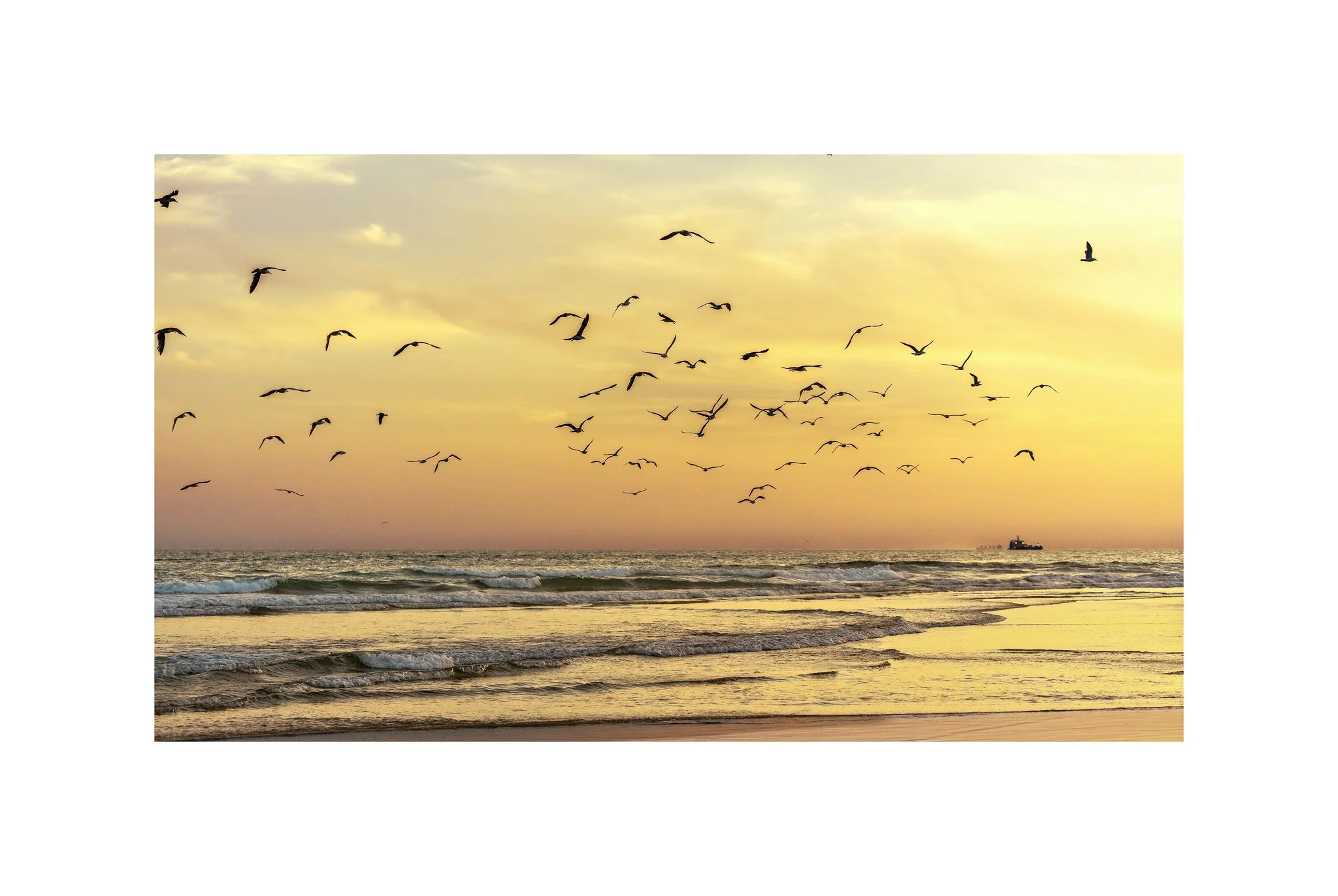 Costa da Caparica - (Pôr do Sol, Gaivotas 27 A) (30x45)