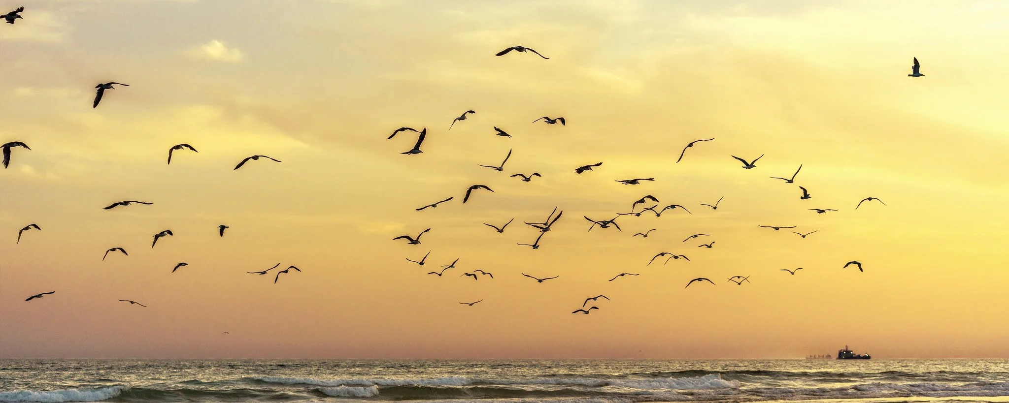 Costa da Caparica - (Pôr do Sol, Gaivotas 27 P) (PVC) (x)
