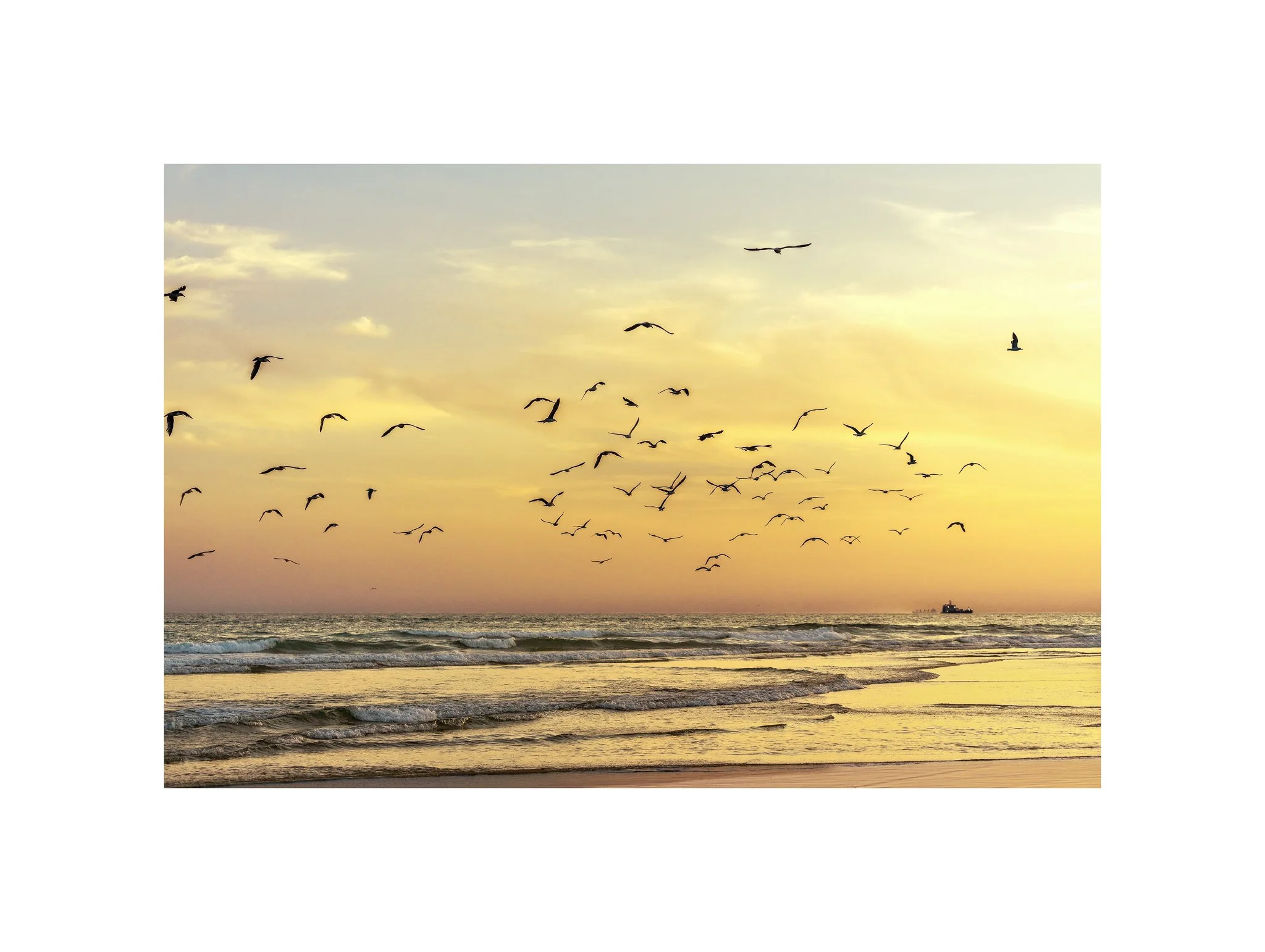 Costa da Caparica - (Pôr do Sol, Gaivotas 27) (30x40)