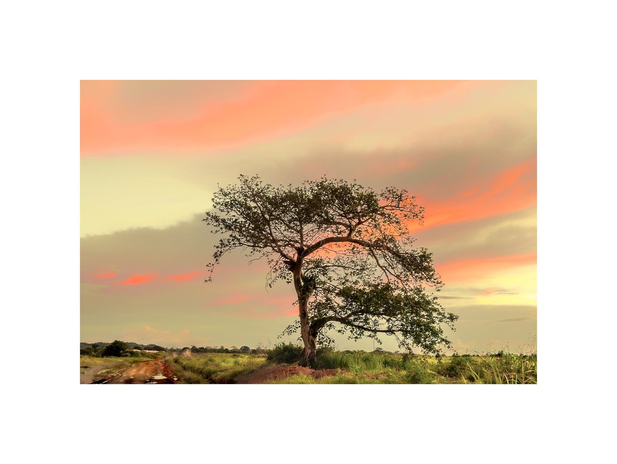 Angola - Faz. Kanduma (Pôr do Sol, Chuva 31 B) (30x40)