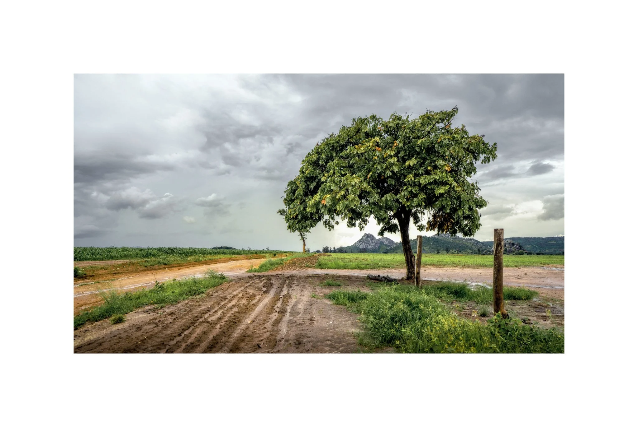 Angola - Engo (Árvore na Paisagem 08 A) (30x45)